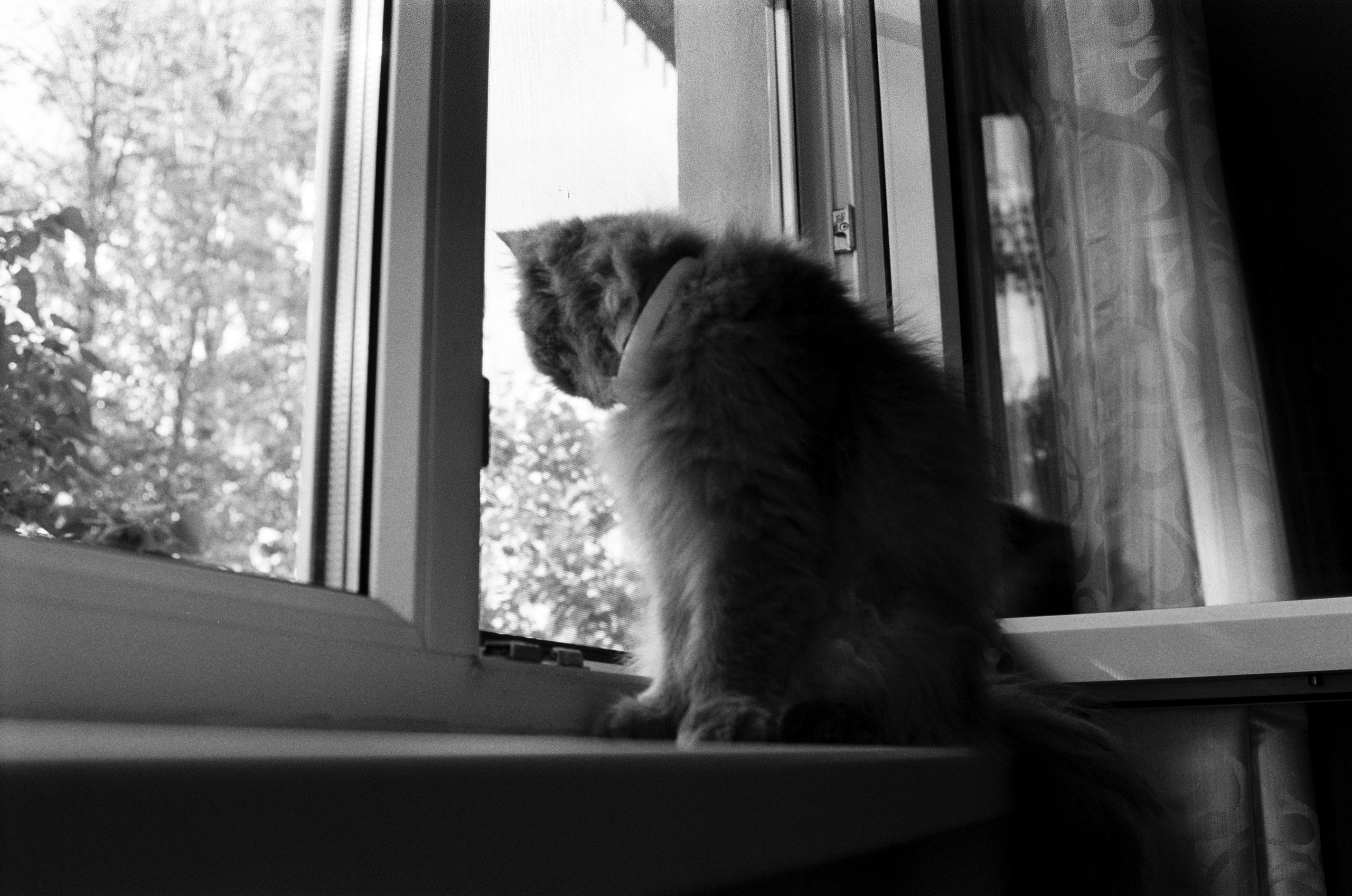 Fur Pills. Междисциплинарный художник и режиссер София Меликова