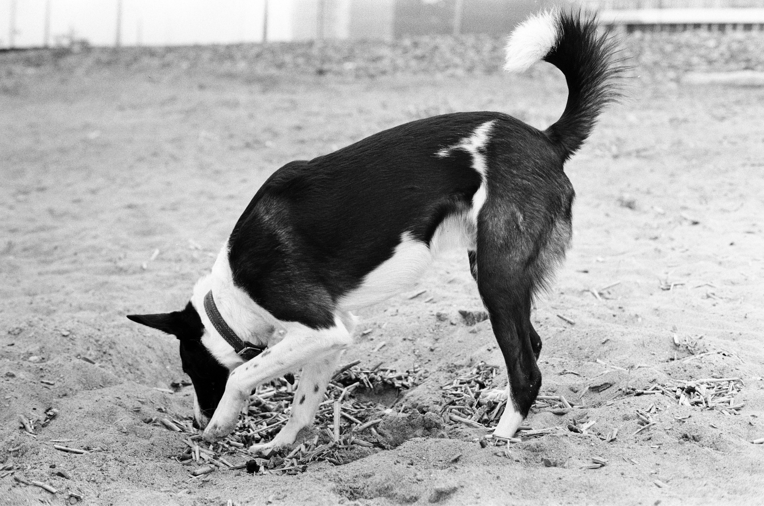 'Animals are better than people'. Междисциплинарный художник и режиссер София Меликова