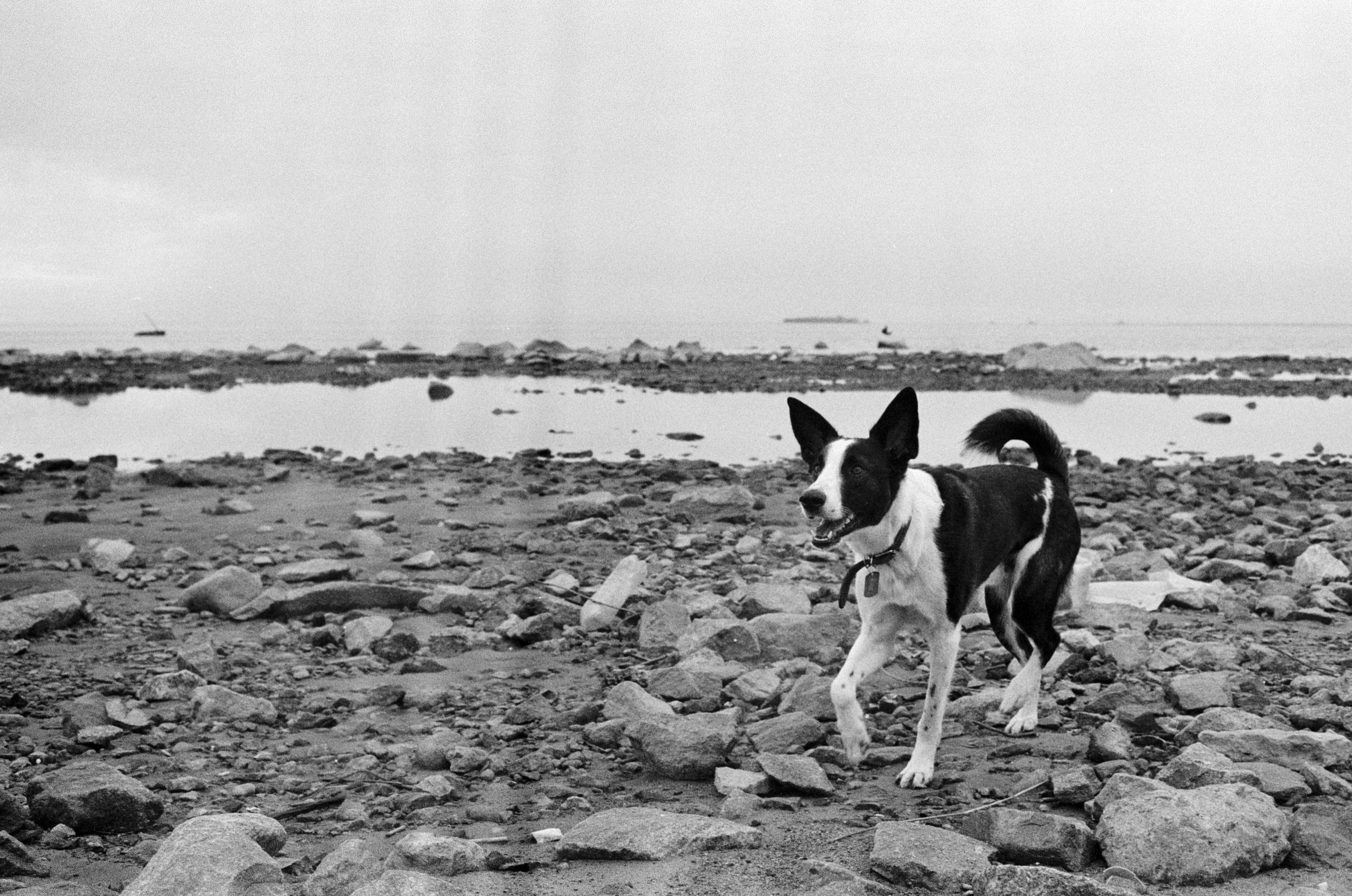 'Animals are better than people'. Междисциплинарный художник и режиссер София Меликова