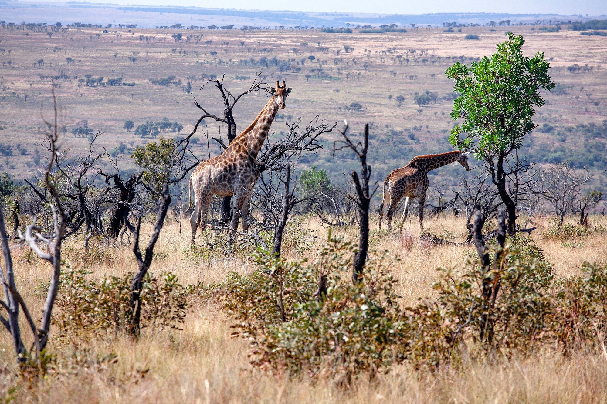 Сафари (ЮАР). Фотограф Владимир Остапенко
