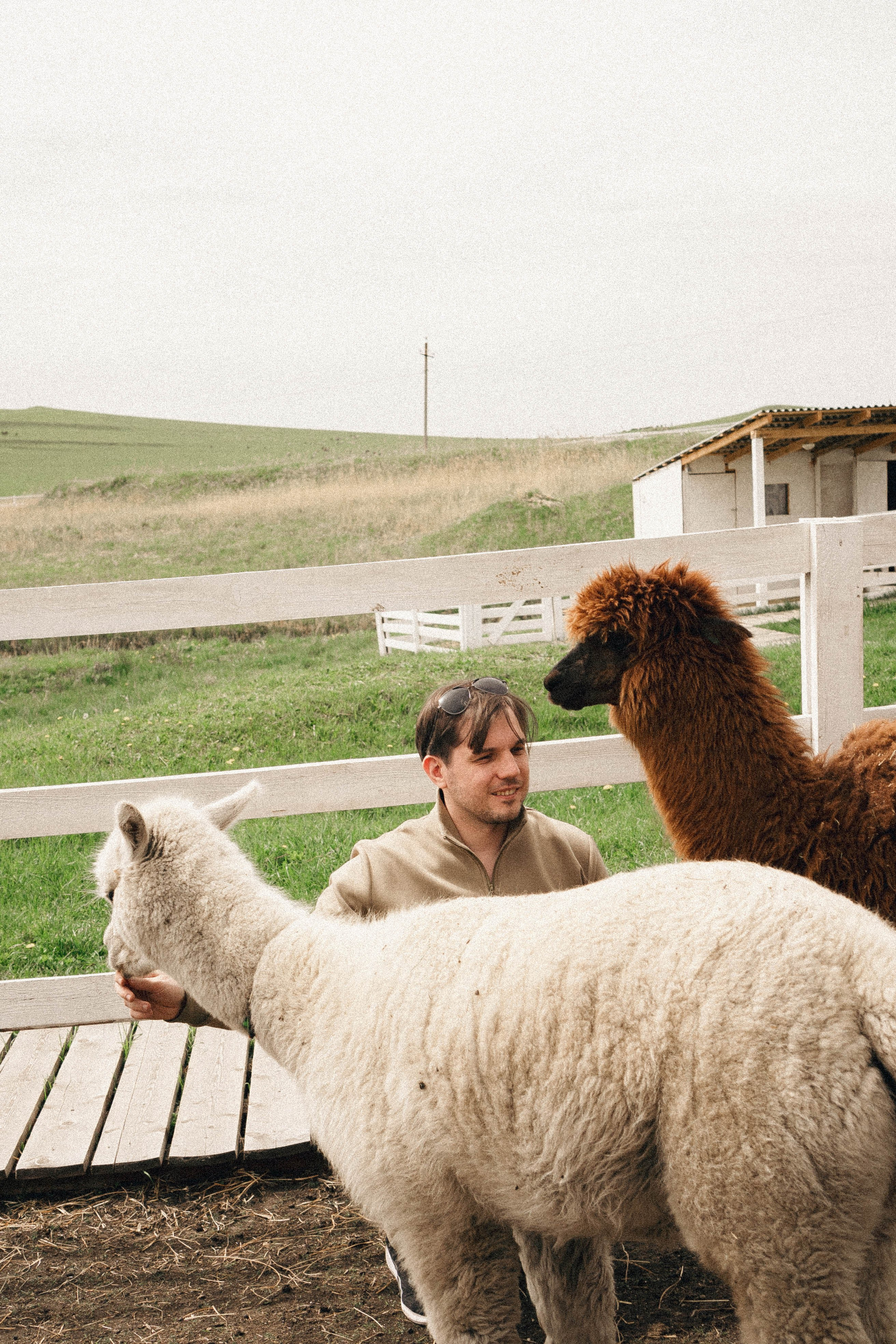 Ферма Альпак. Профессиональный фотограф, Санкт-Петербург — Виктория Богомолова
