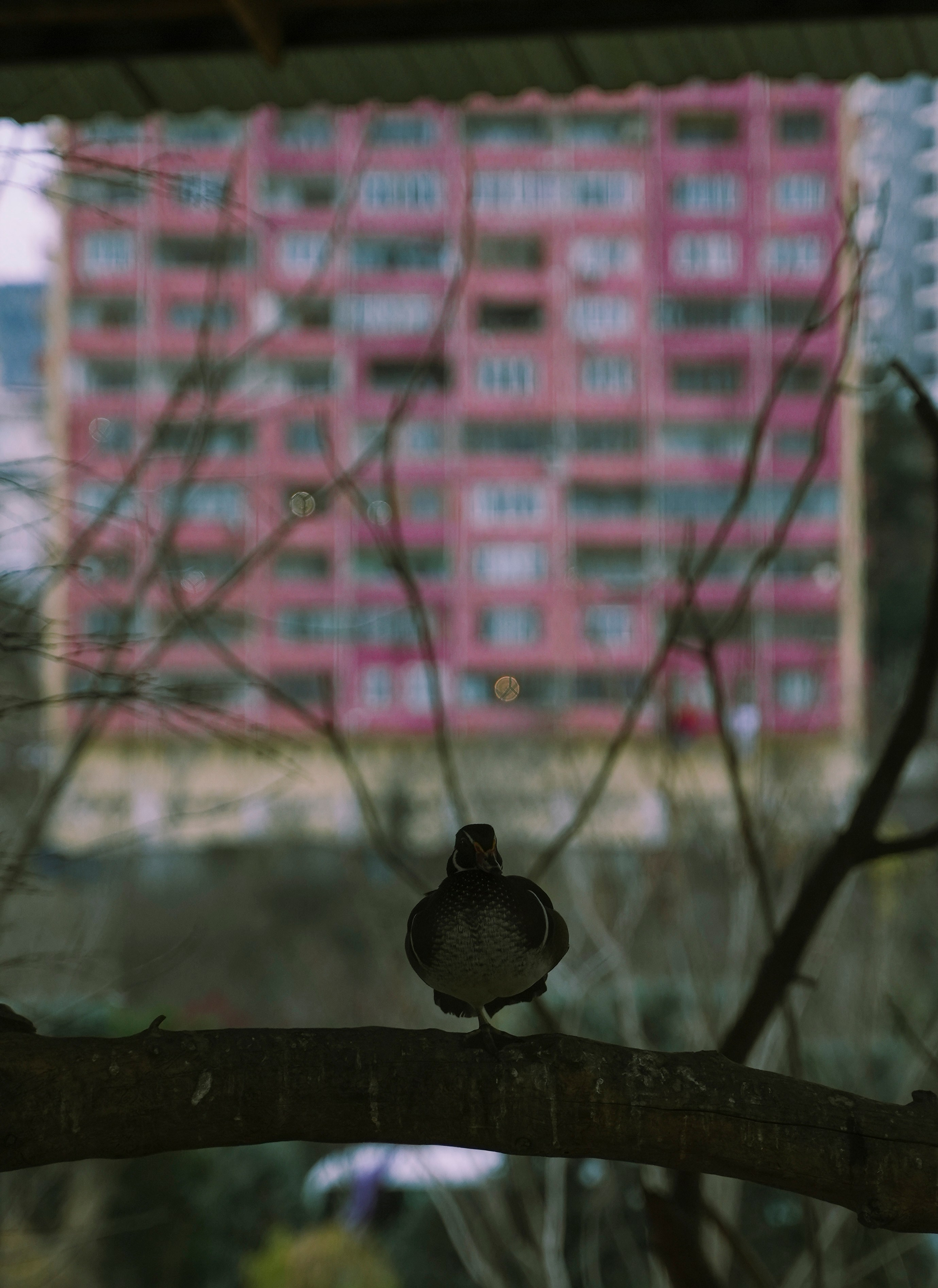 ТБИЛИСИ 2023-2024. Стрит-фотография, полная абсурда, идиотизма и красоты