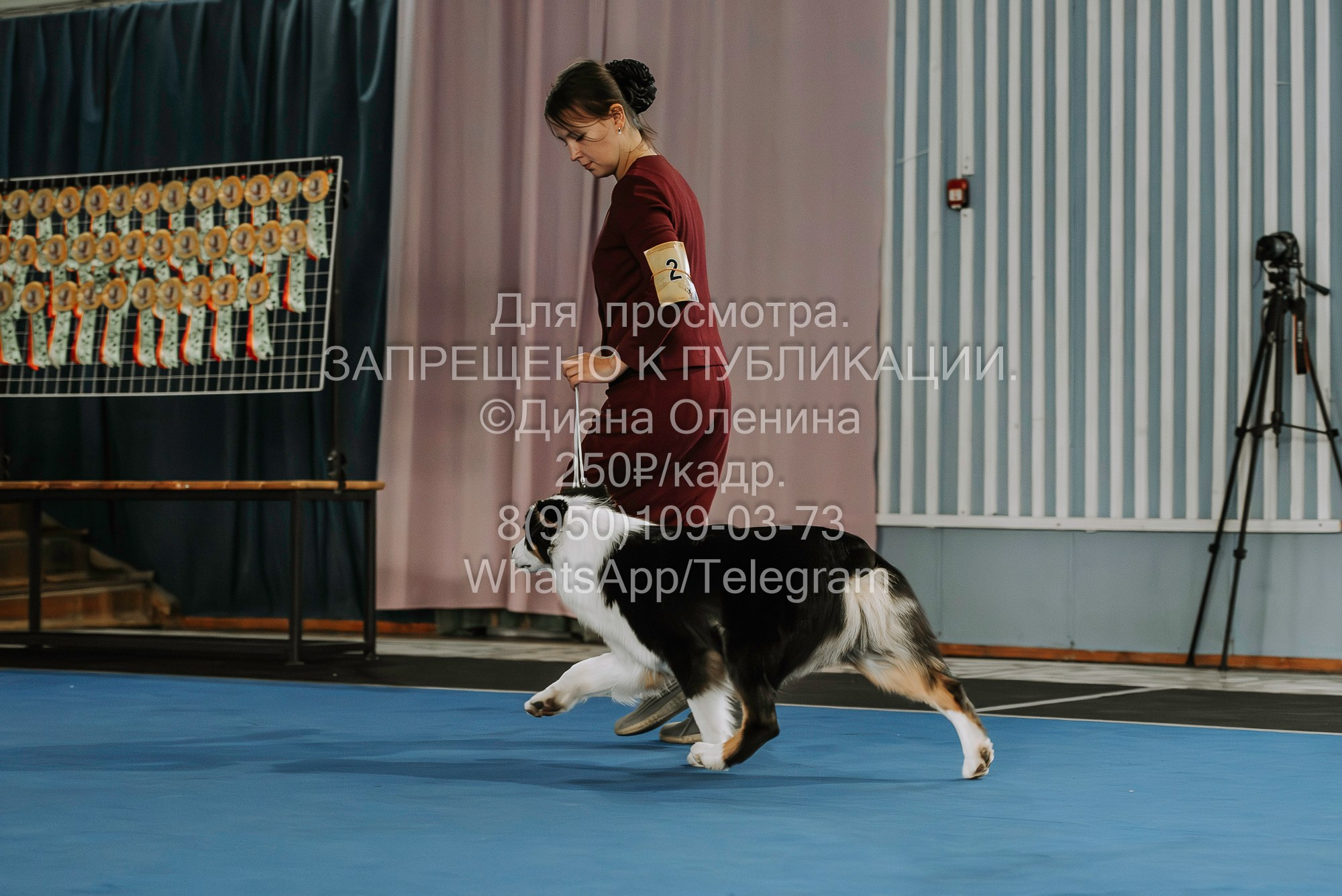 Выставка собак Красноярск 29.10.2023. Фотограф Диана Оленина Красноярск / Братск