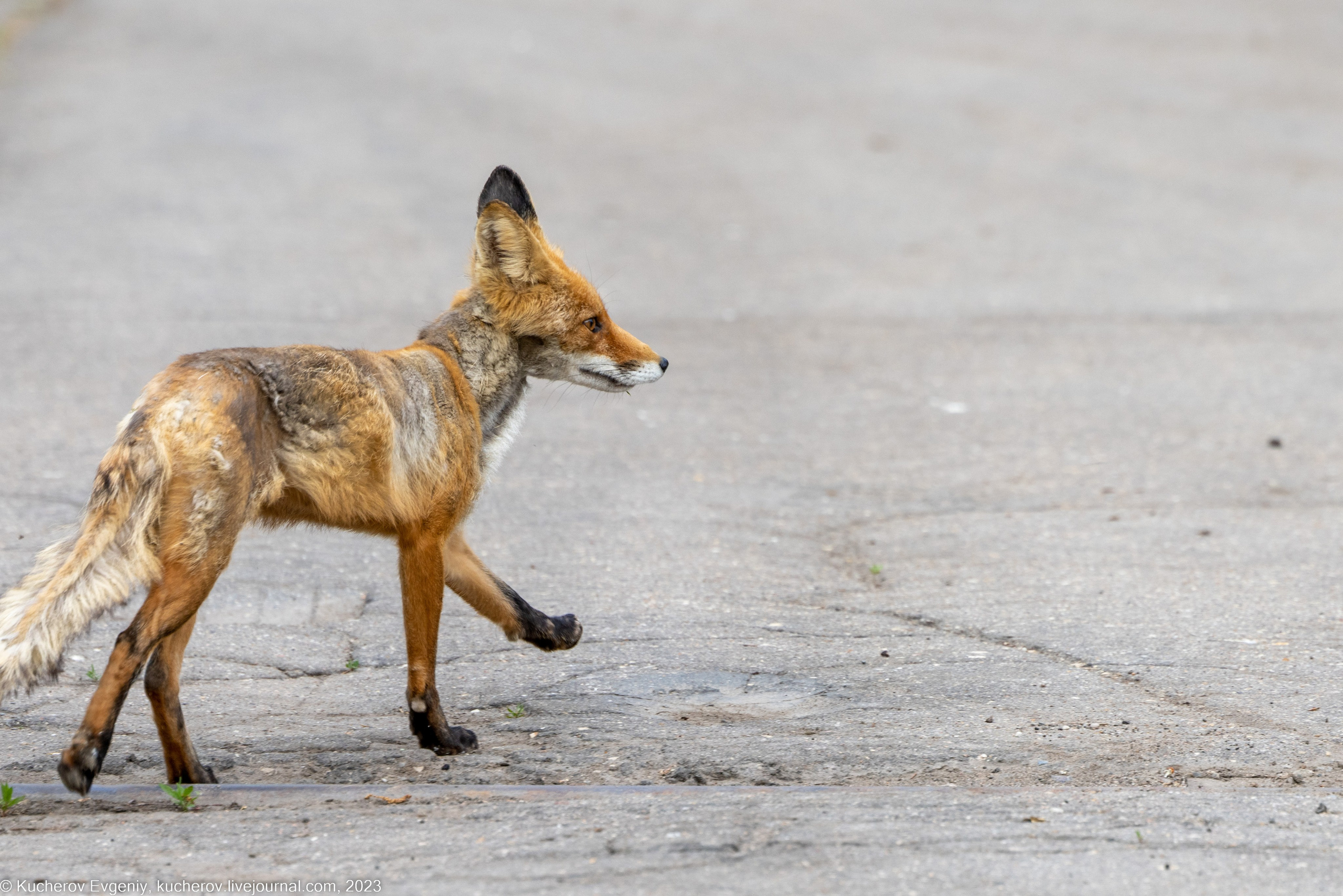 Лиса. Кучеров Евгений. Фотограф