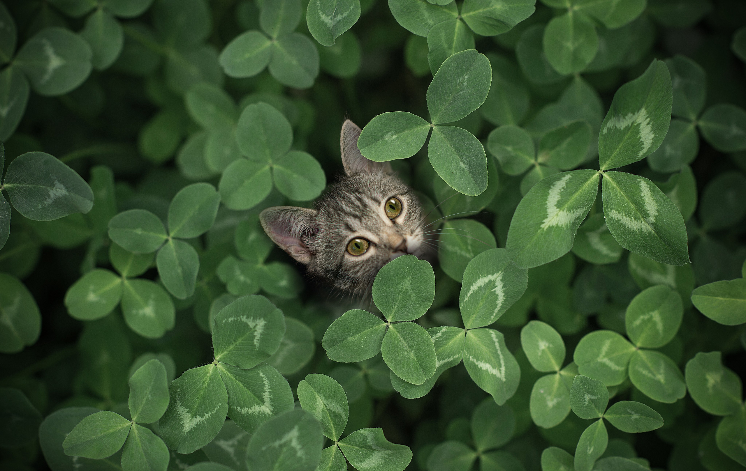 Фотограф Дмитрий ЛЯШЕЕВ