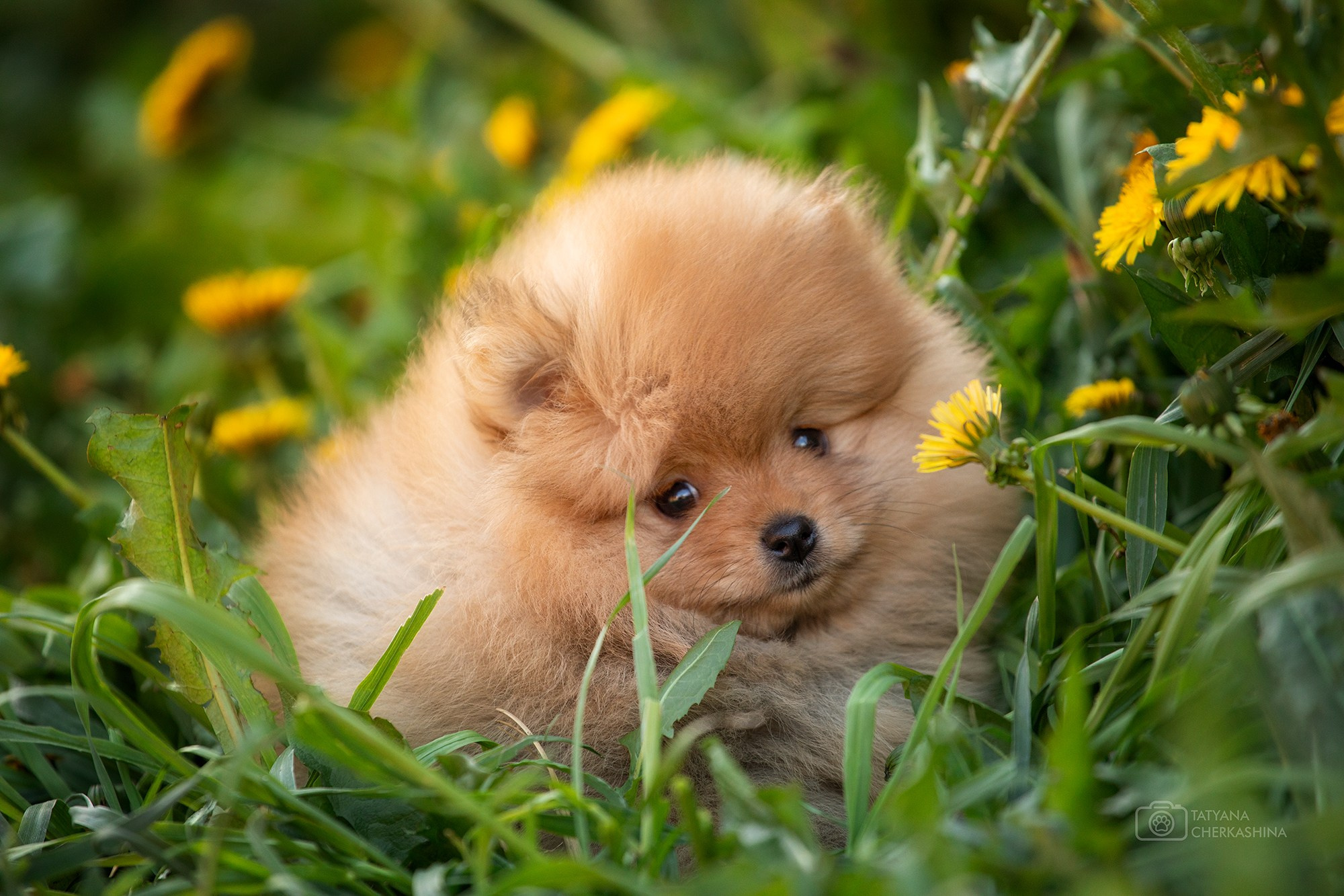 Фотосессия щенков. Фотограф для Вашей собаки