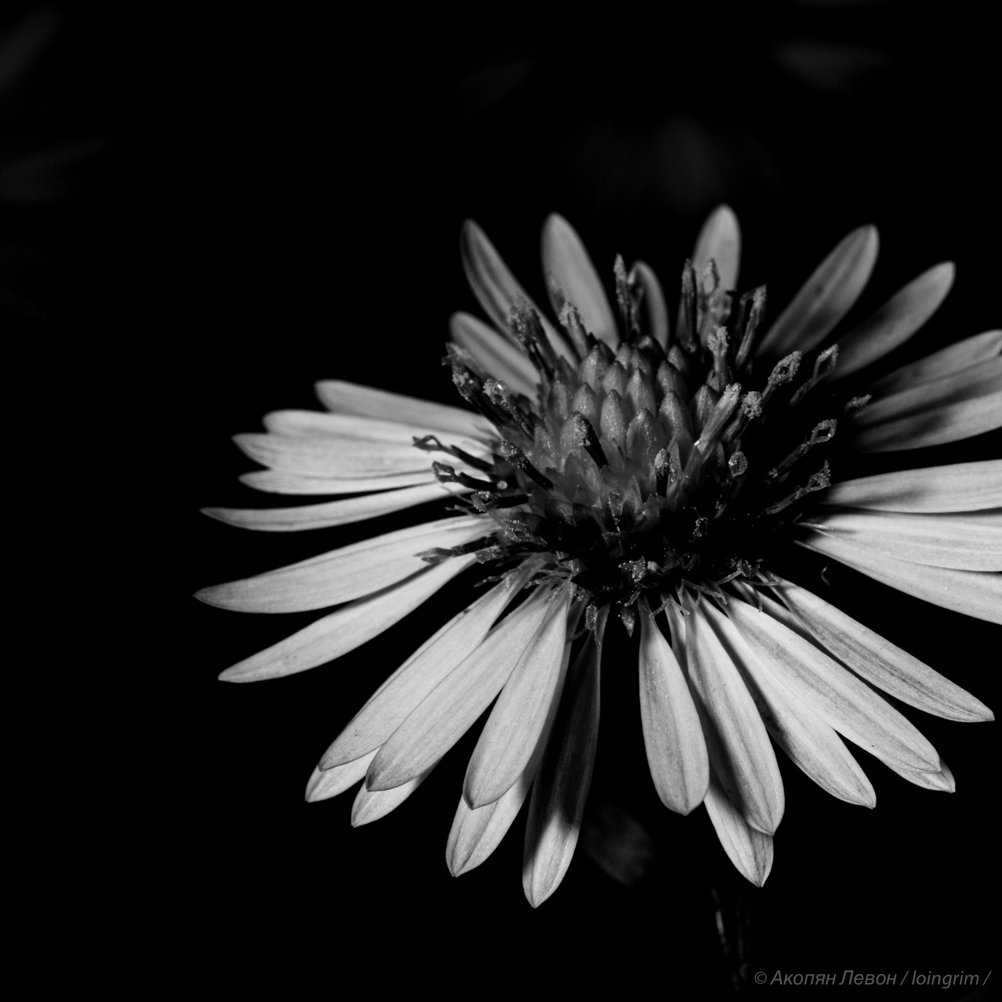 На злобу дня. Loingrim — Свободный художник. Снимаю в своё удовольствие