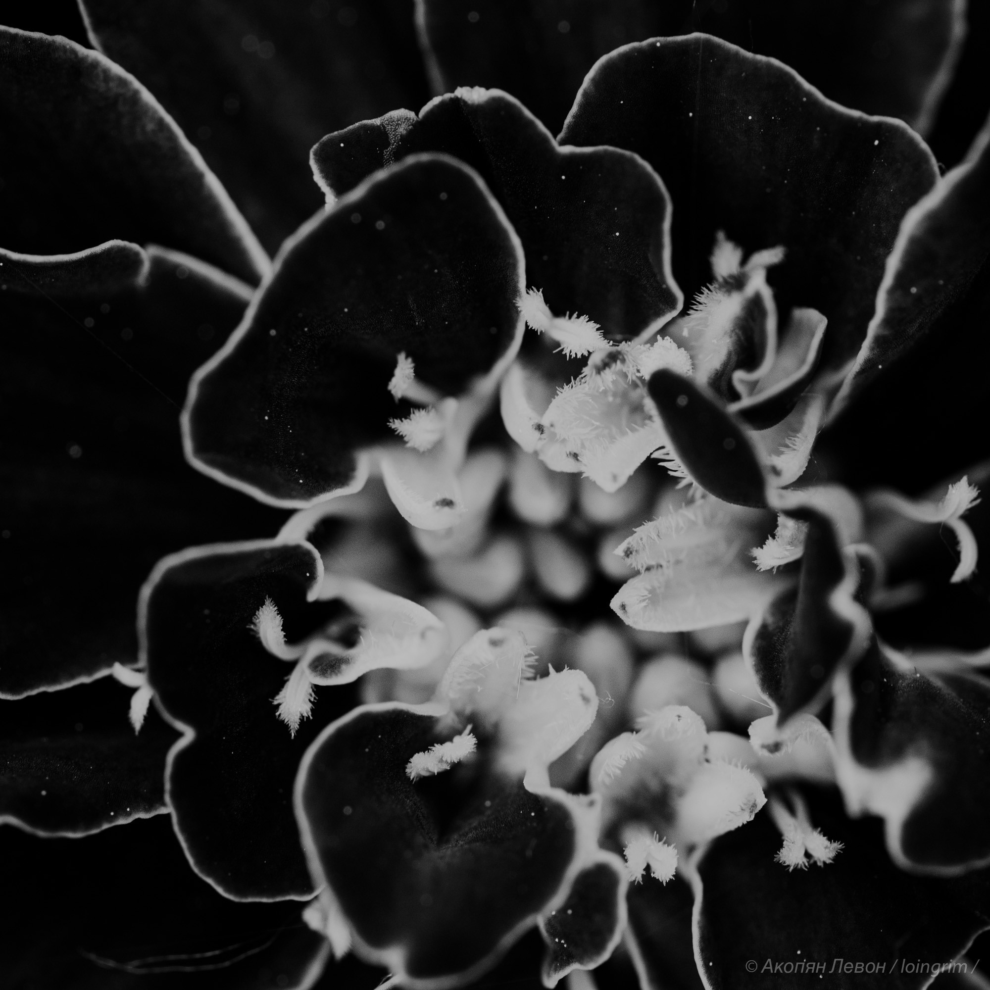 На злобу дня. Loingrim — Свободный художник. Снимаю в своё удовольствие