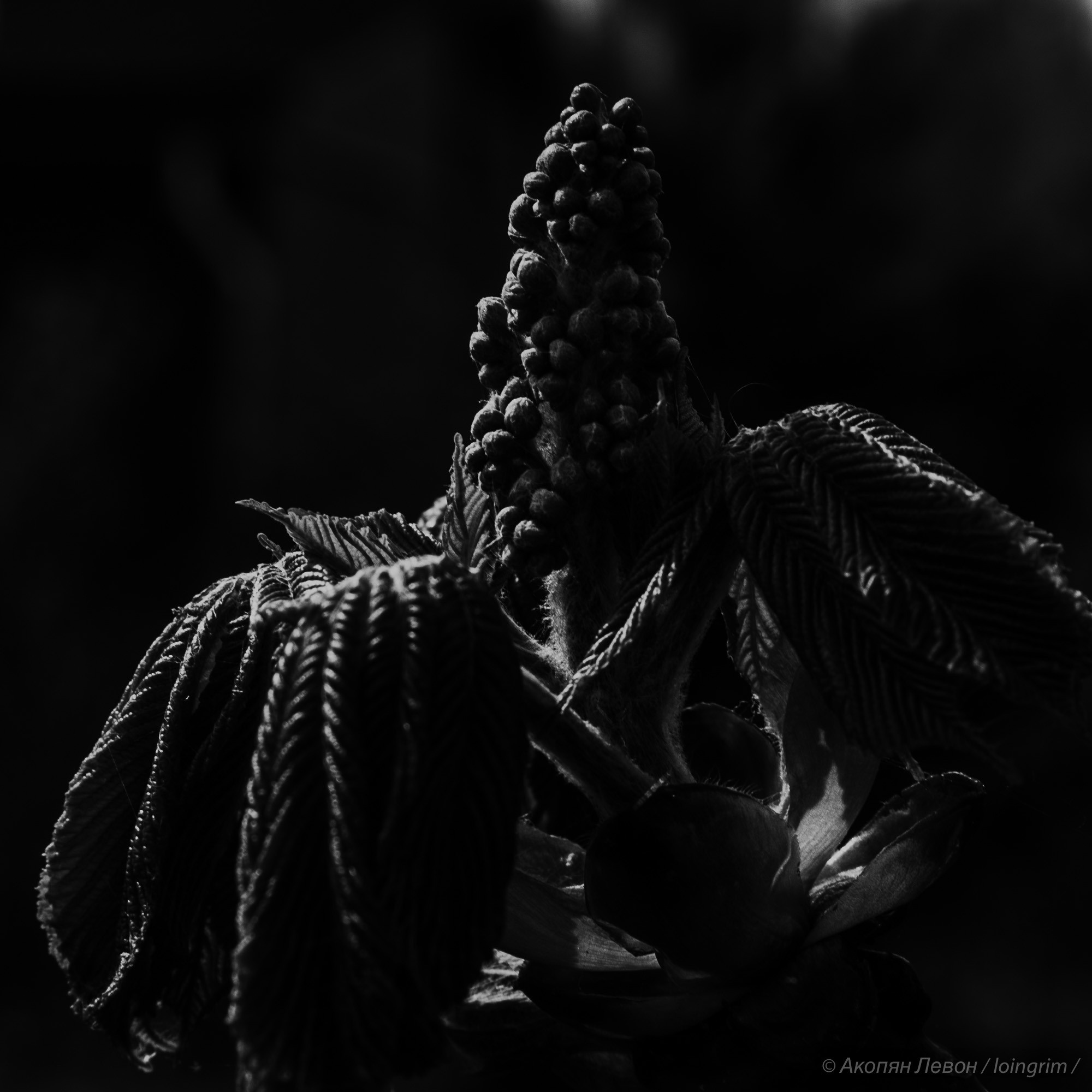 На злобу дня. Loingrim — Свободный художник. Снимаю в своё удовольствие