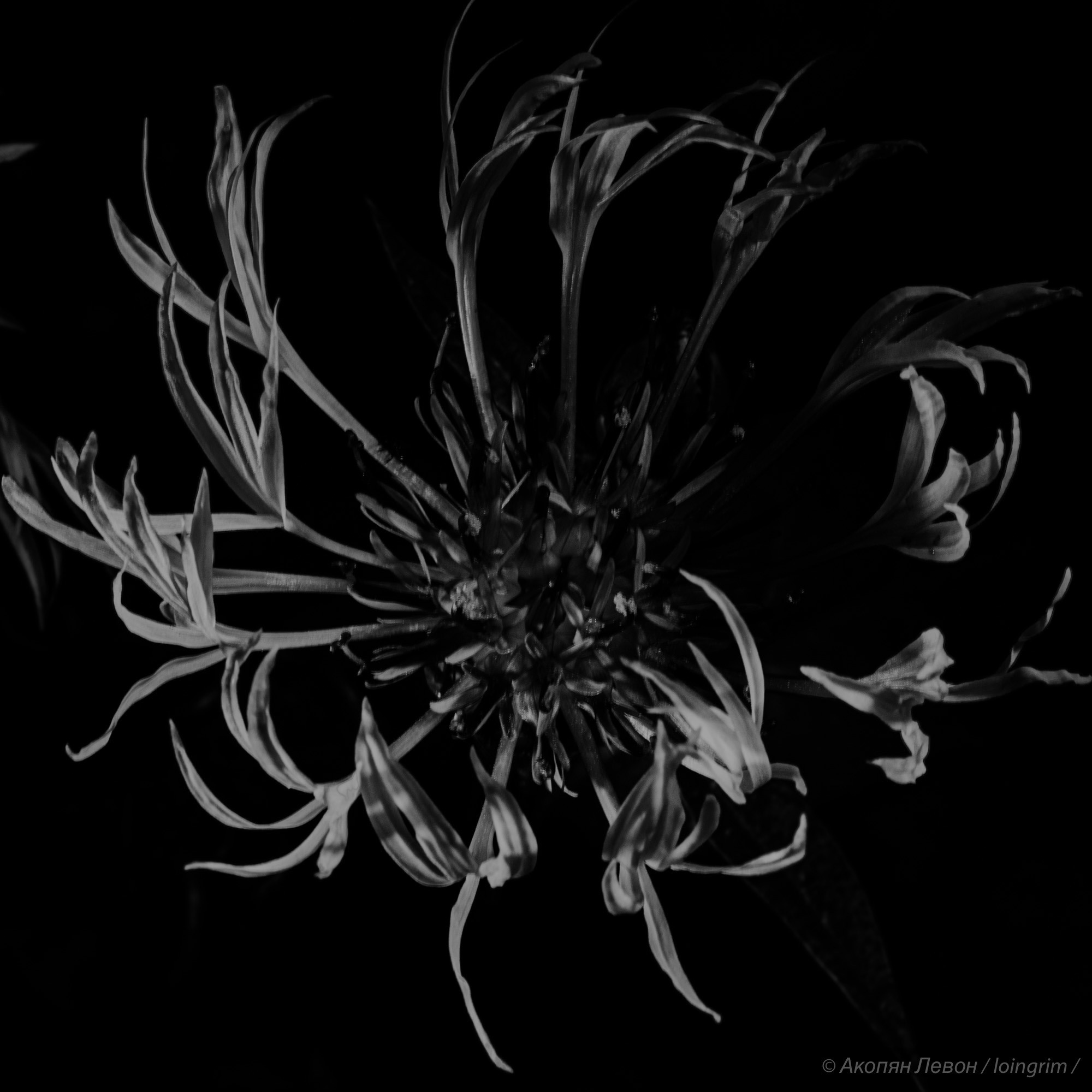 На злобу дня. Loingrim — Свободный художник. Снимаю в своё удовольствие