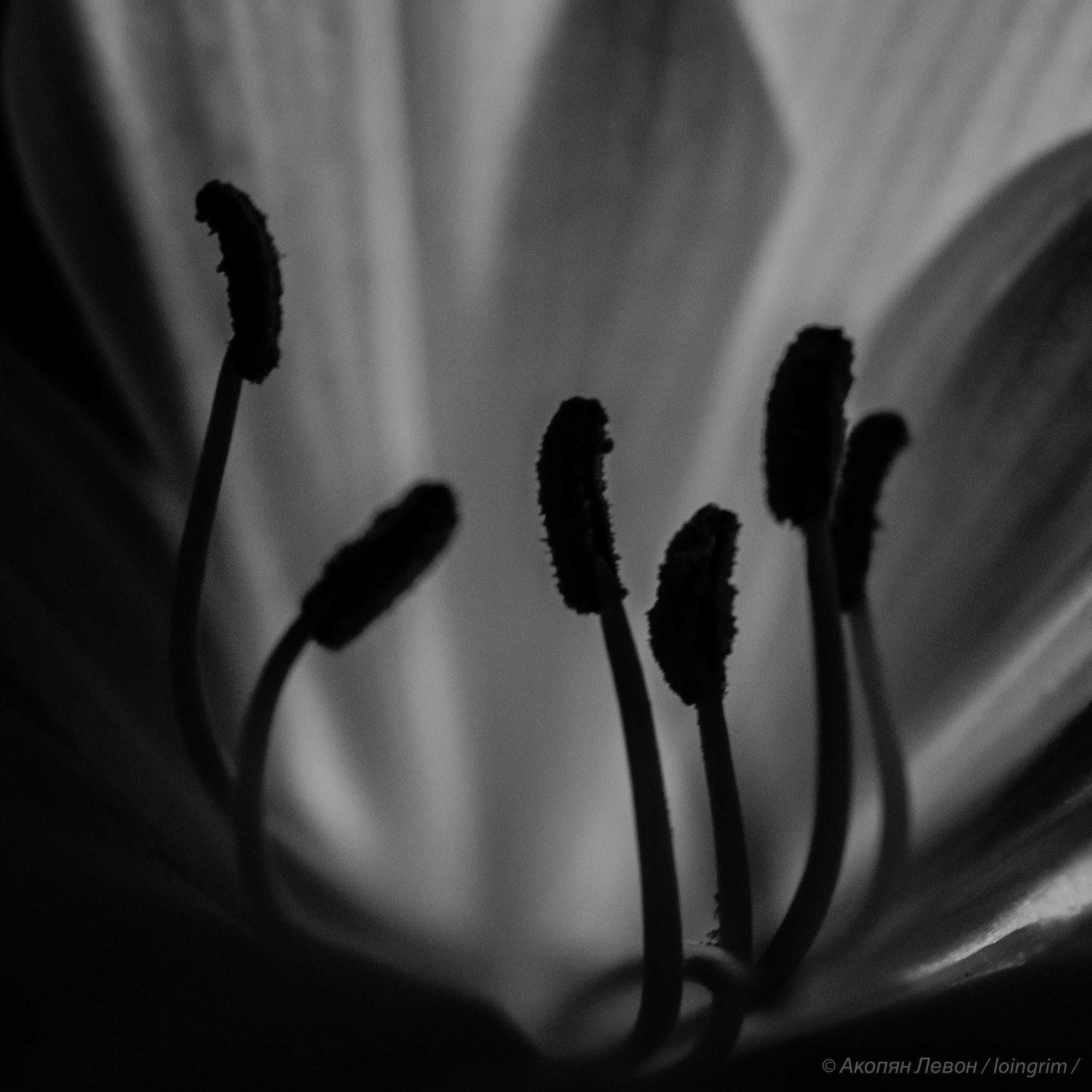 На злобу дня. Loingrim — Свободный художник. Снимаю в своё удовольствие