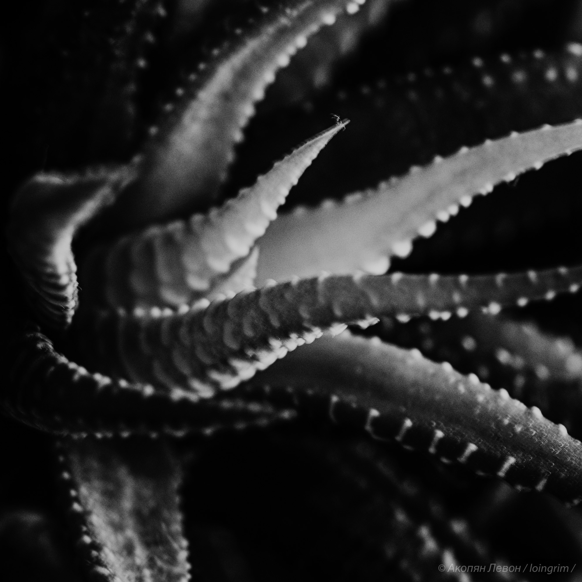 На злобу дня. Loingrim — Свободный художник. Снимаю в своё удовольствие