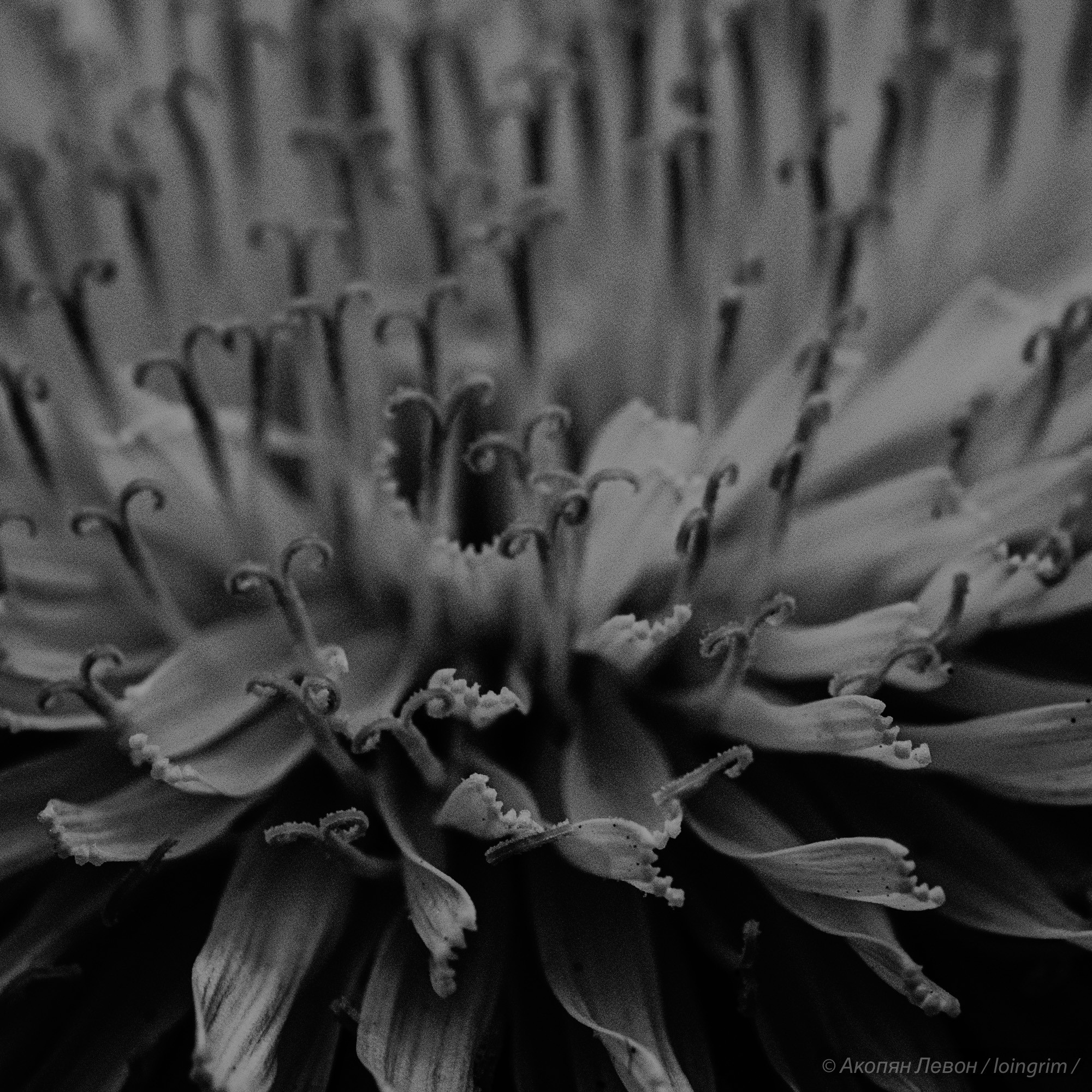 На злобу дня. Loingrim — Свободный художник. Снимаю в своё удовольствие