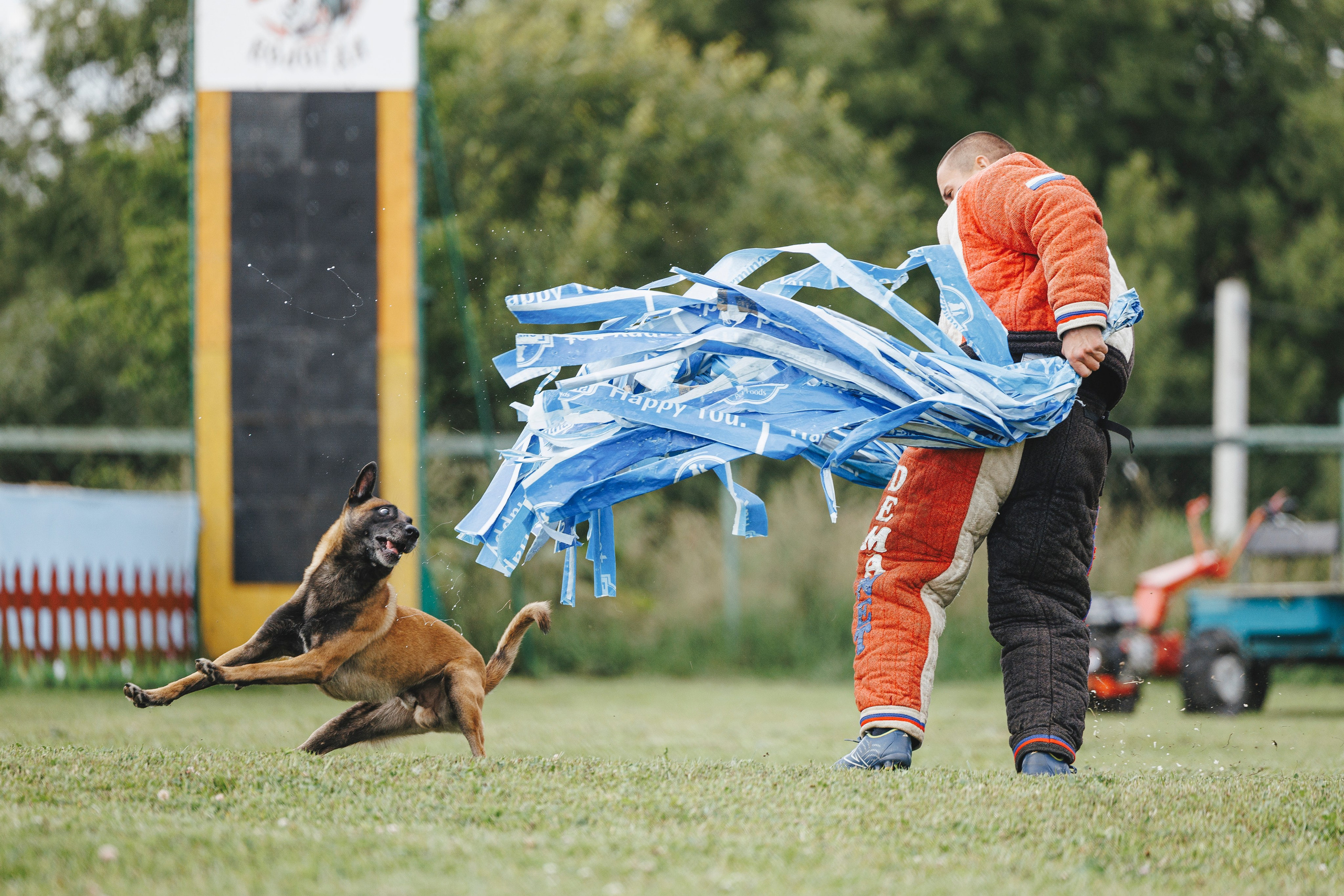 08.08.25-10.08.25 ЧР по мондьорингу г. Вологда. Фотограф-анималист Анна Маринич
