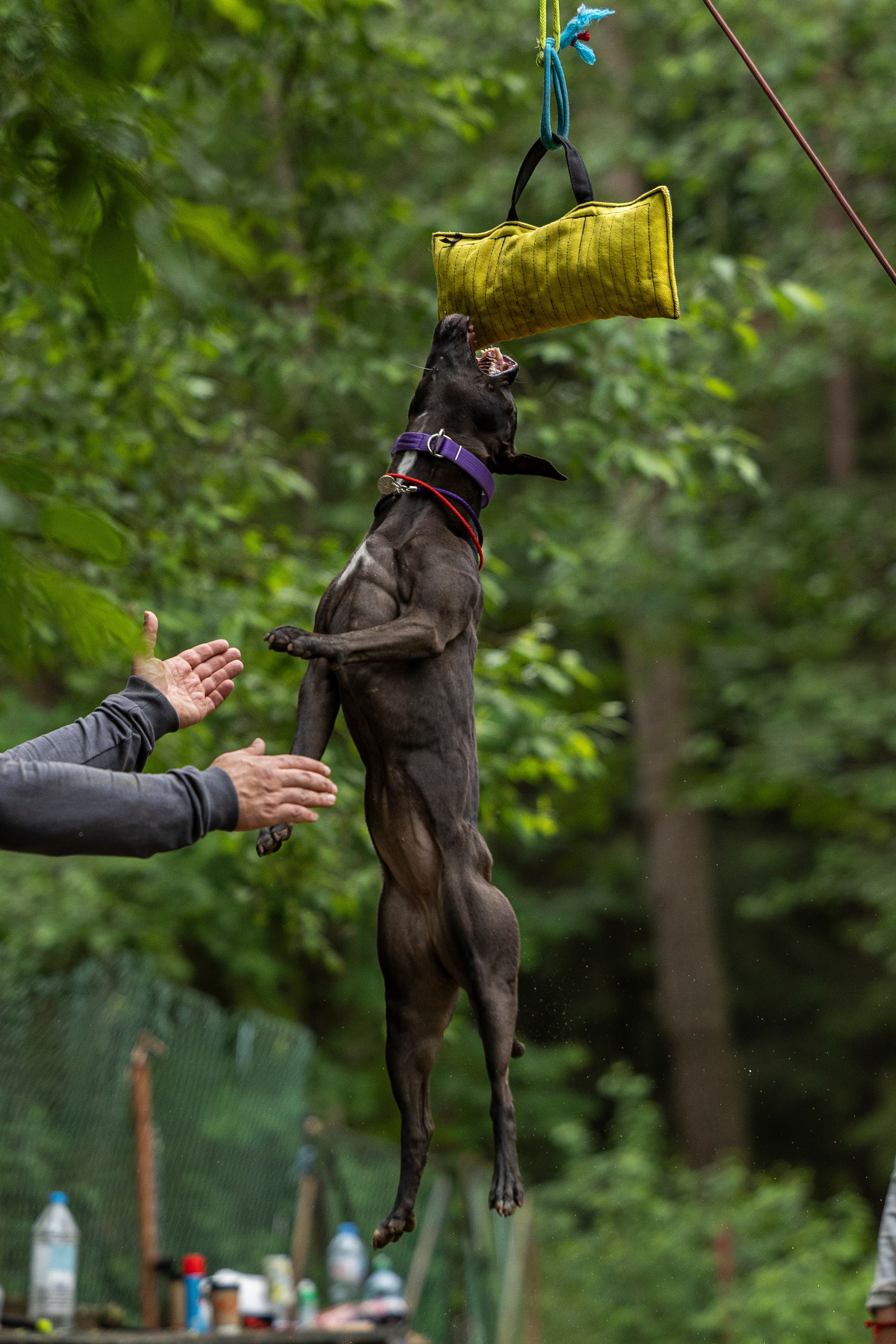 Пит-стафф многоборье. Фотограф-анималист Анна Маринич