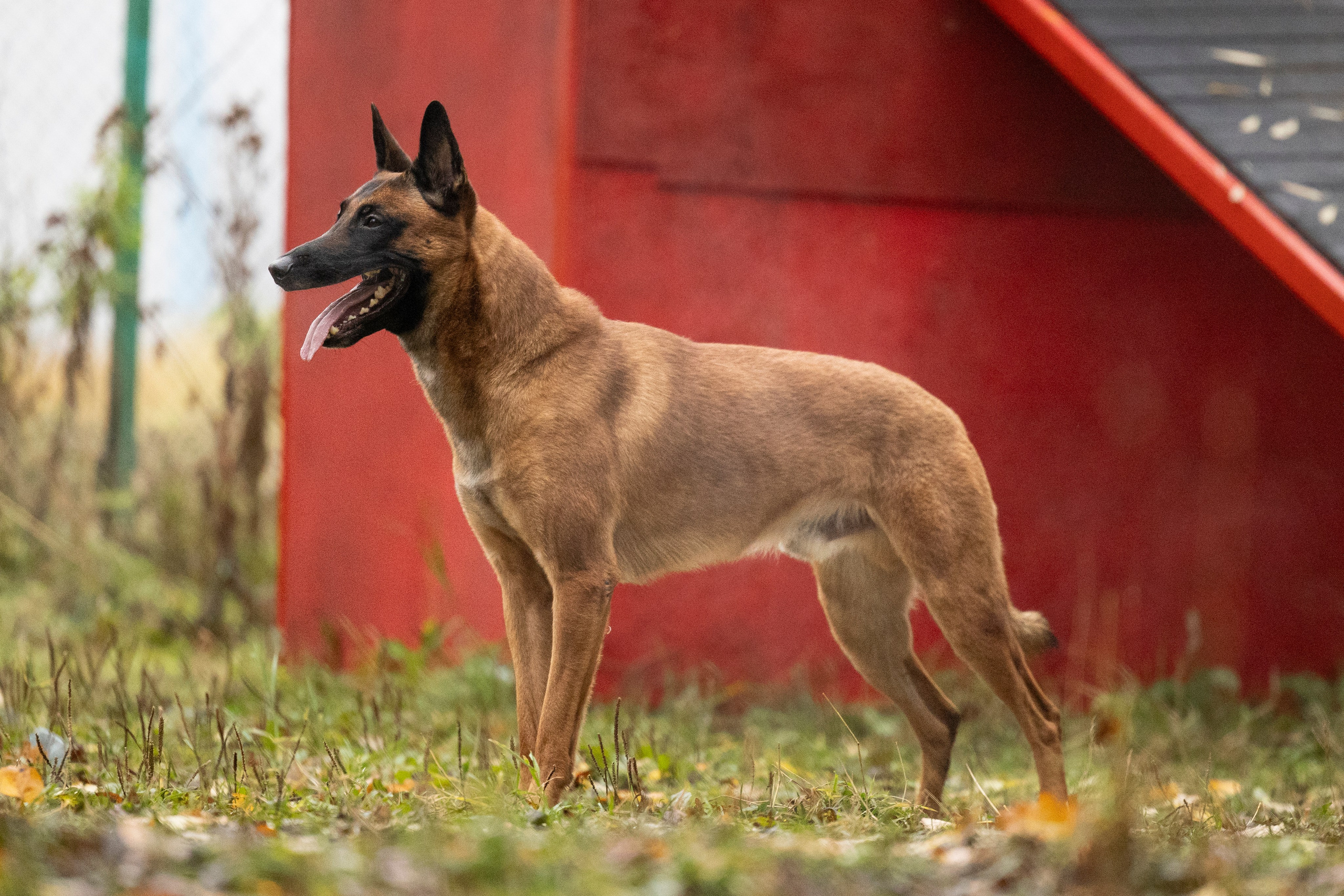 Соревнования по Мондьорингу г. Вологда. Фотограф-анималист Анна Маринич