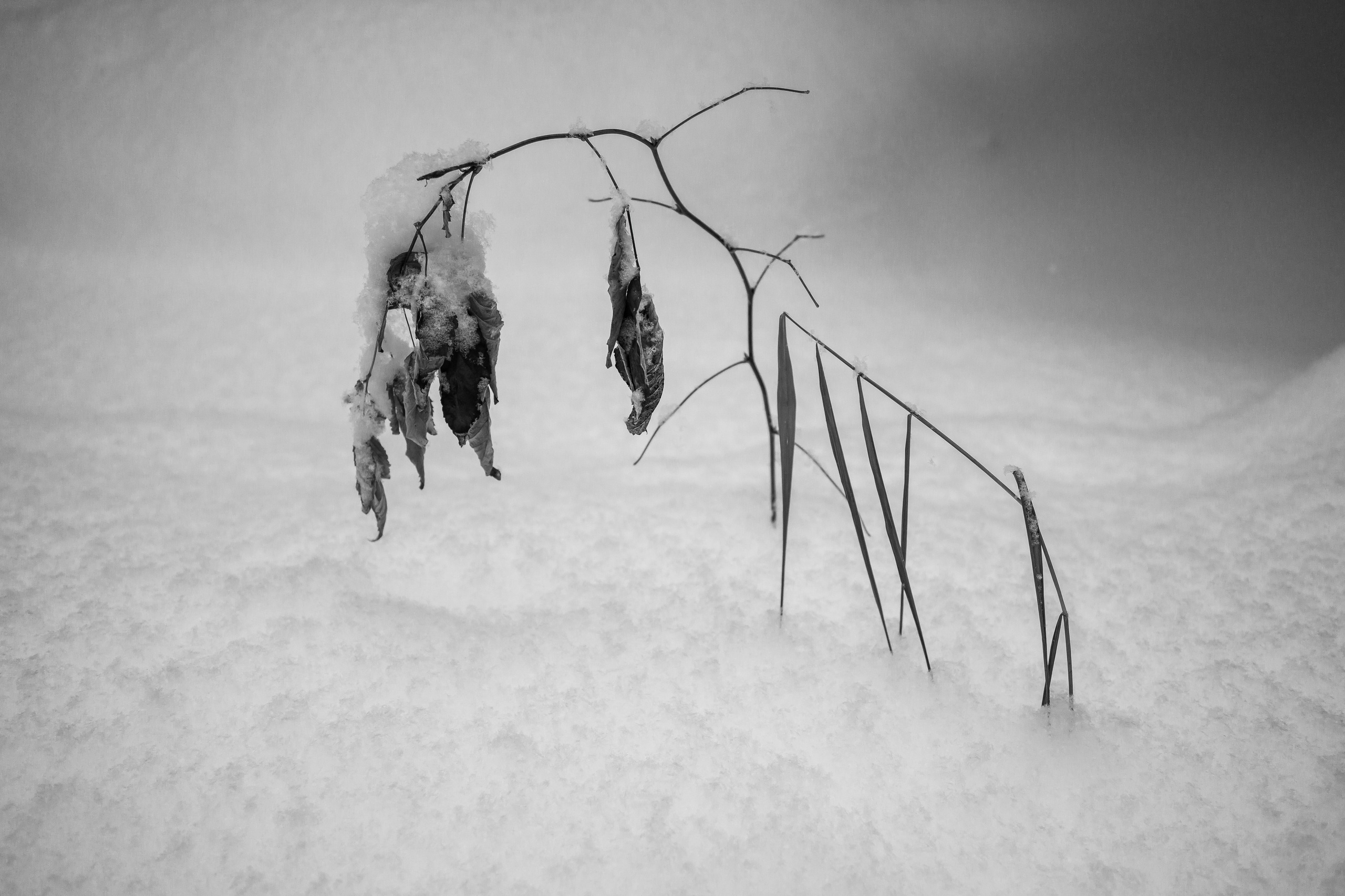 Landscape, nature, plants, details of the world around us. Personal website of photographer Dmitry Raikin