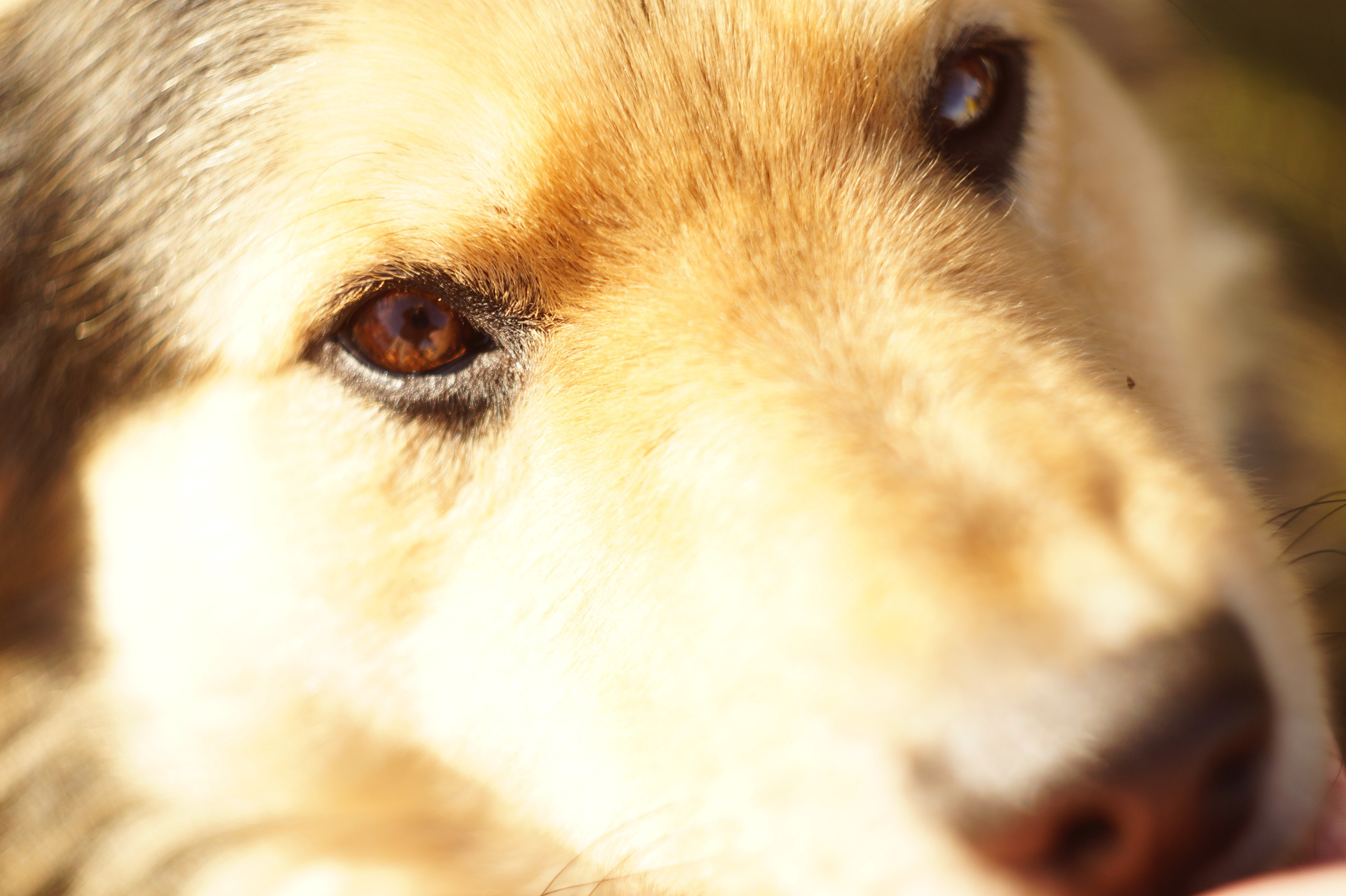 Dogs. Профессиональный фотограф