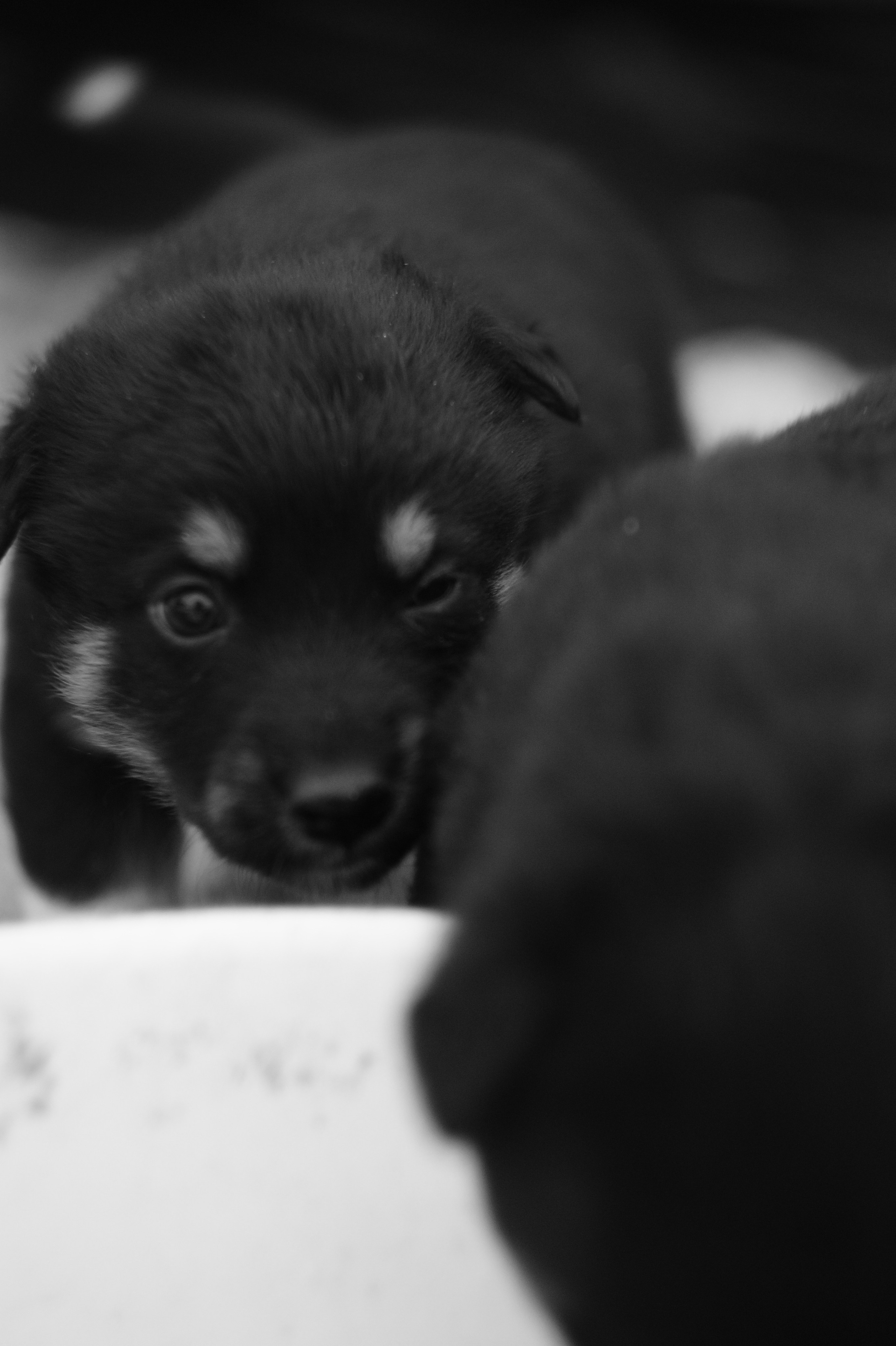 Dogs. Профессиональный фотограф