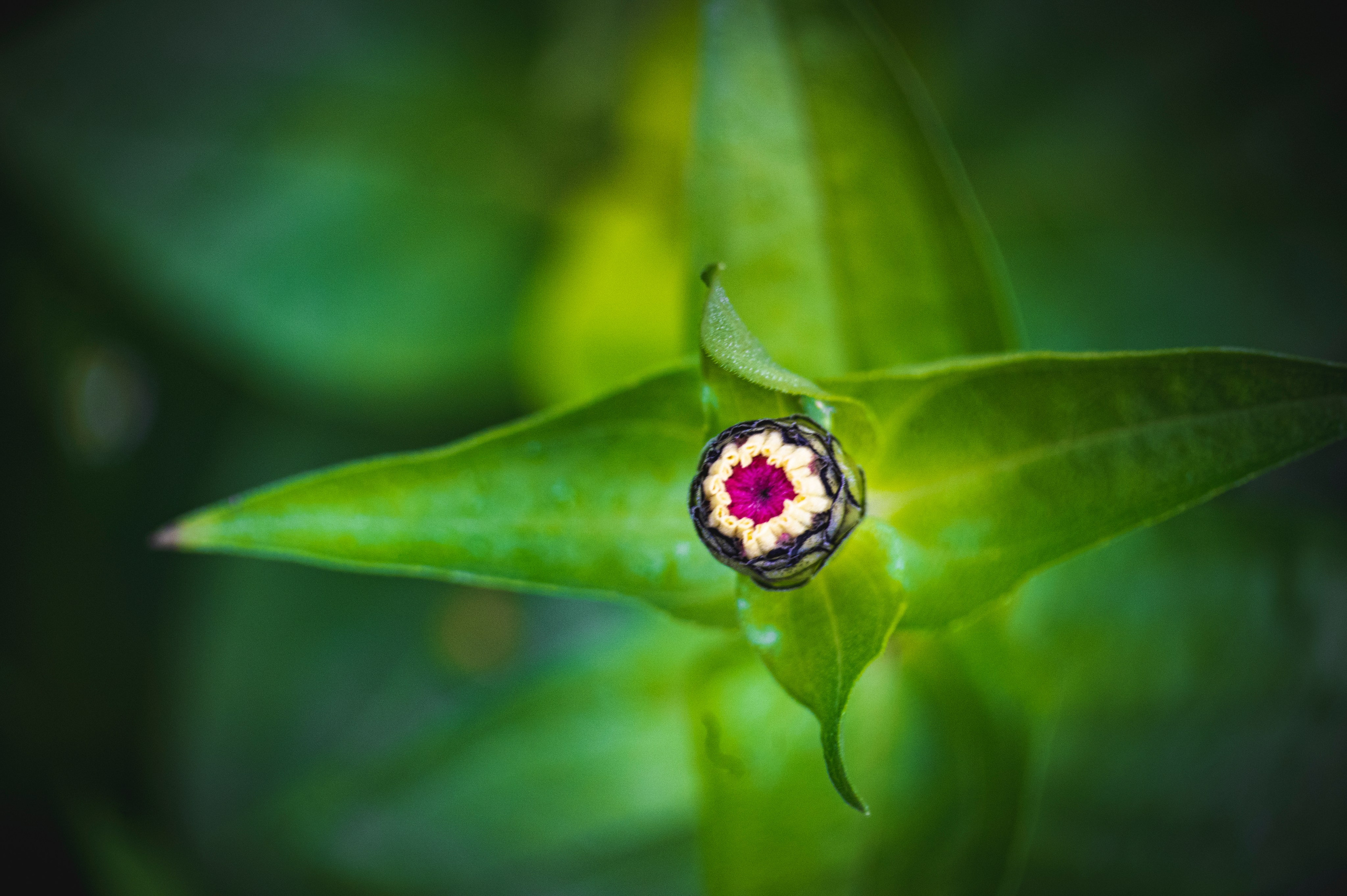 Фотопрогулка ДР. Фотограф Роман Адлер