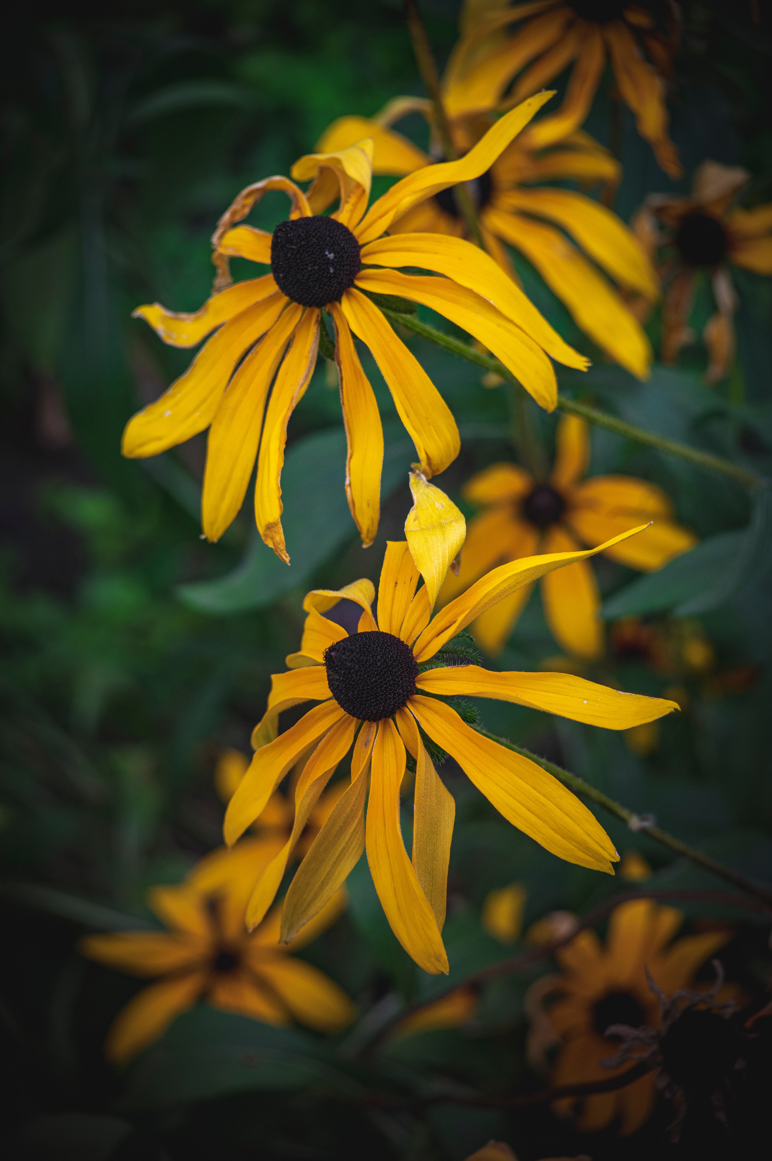 Фотопрогулка ДР. Фотограф Роман Адлер