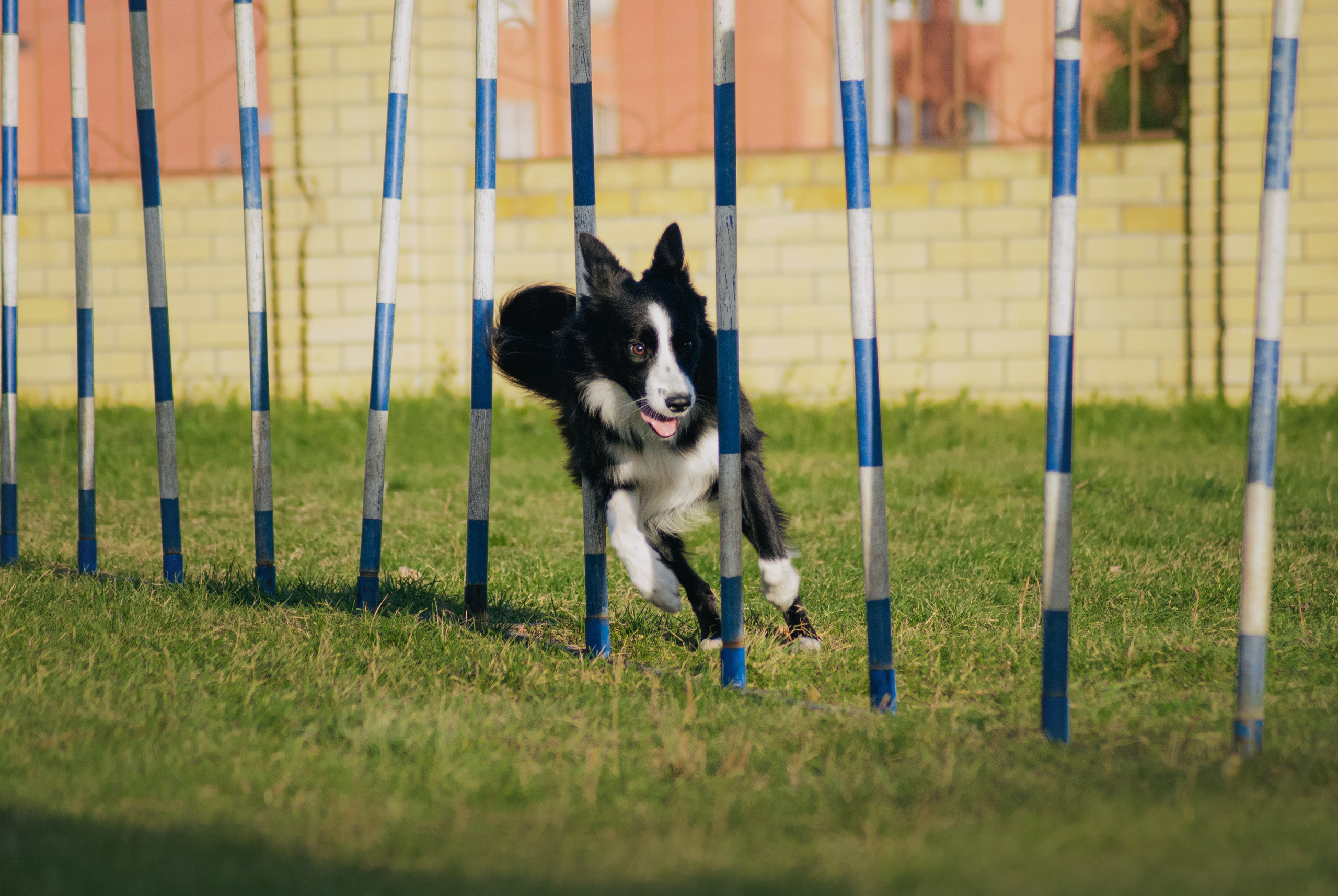 Аджилити. Фотограф в Тюмени Лизавета Сапицкая