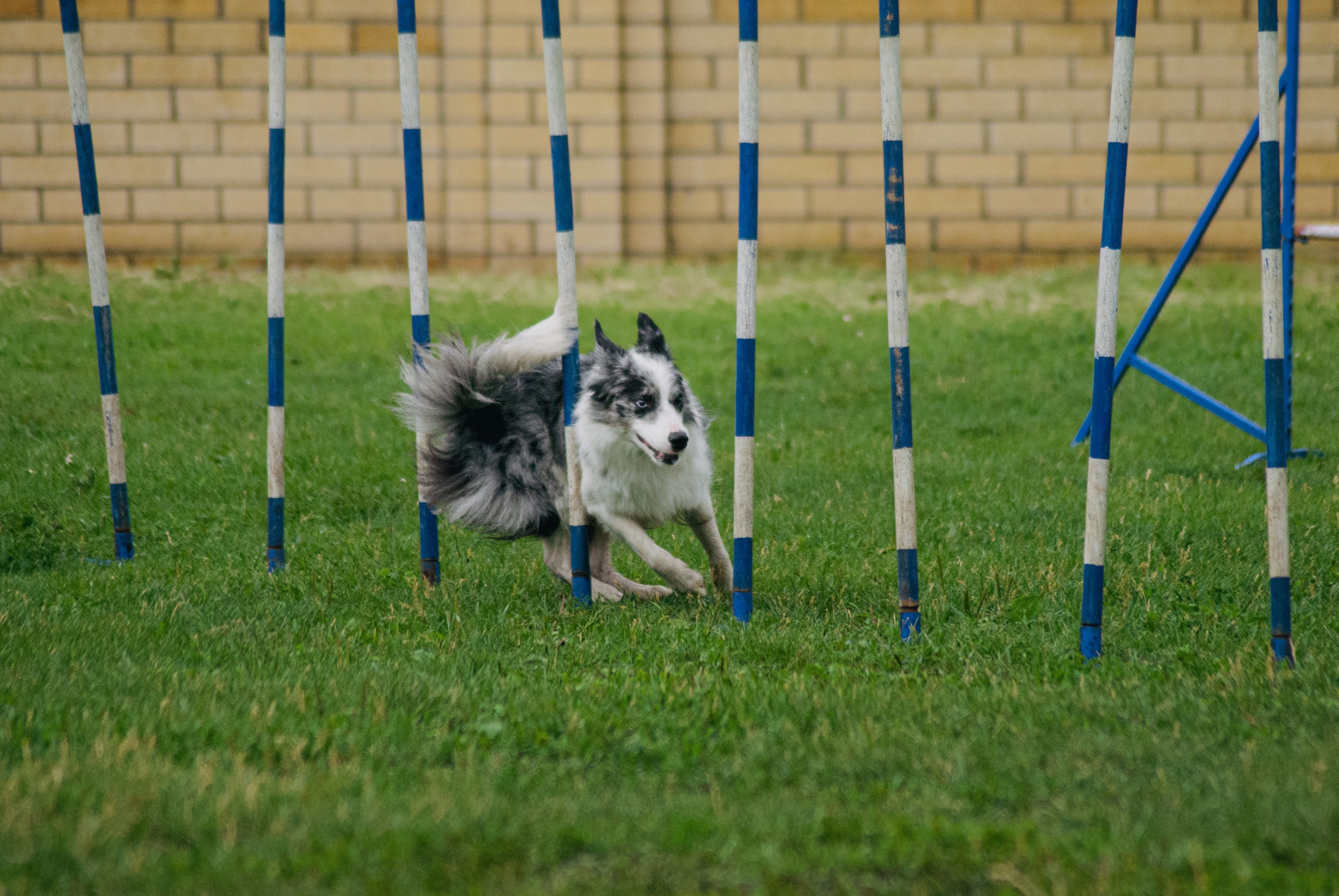 Аджилити. Фотограф в Тюмени Лизавета Сапицкая