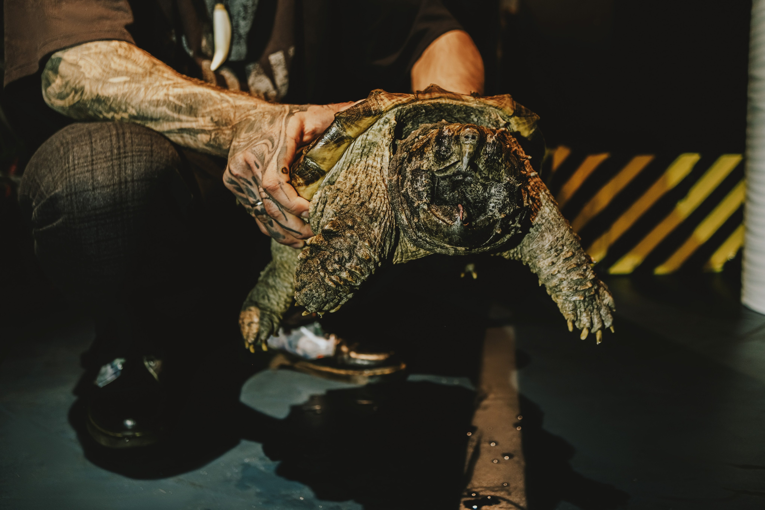 Дом Драконов. Nattie.ph