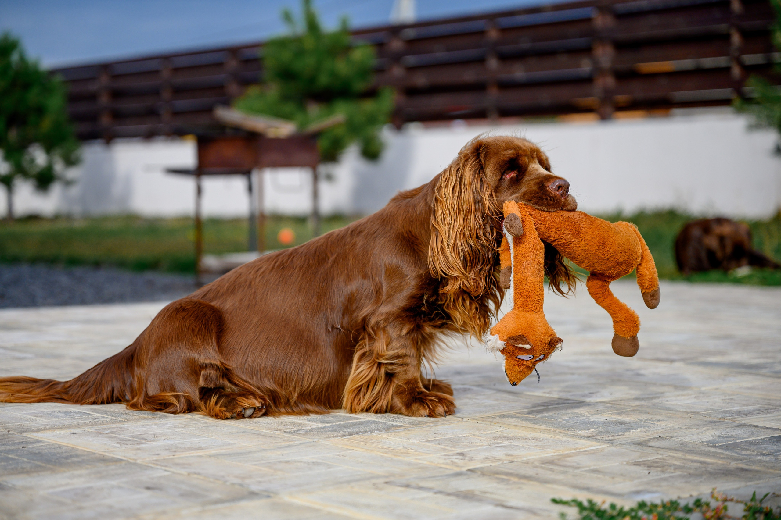 Спаниель и Лабрадоры. Bazarkom-photo.ru Фотограф Виктор Оськин в Старом Осколе
