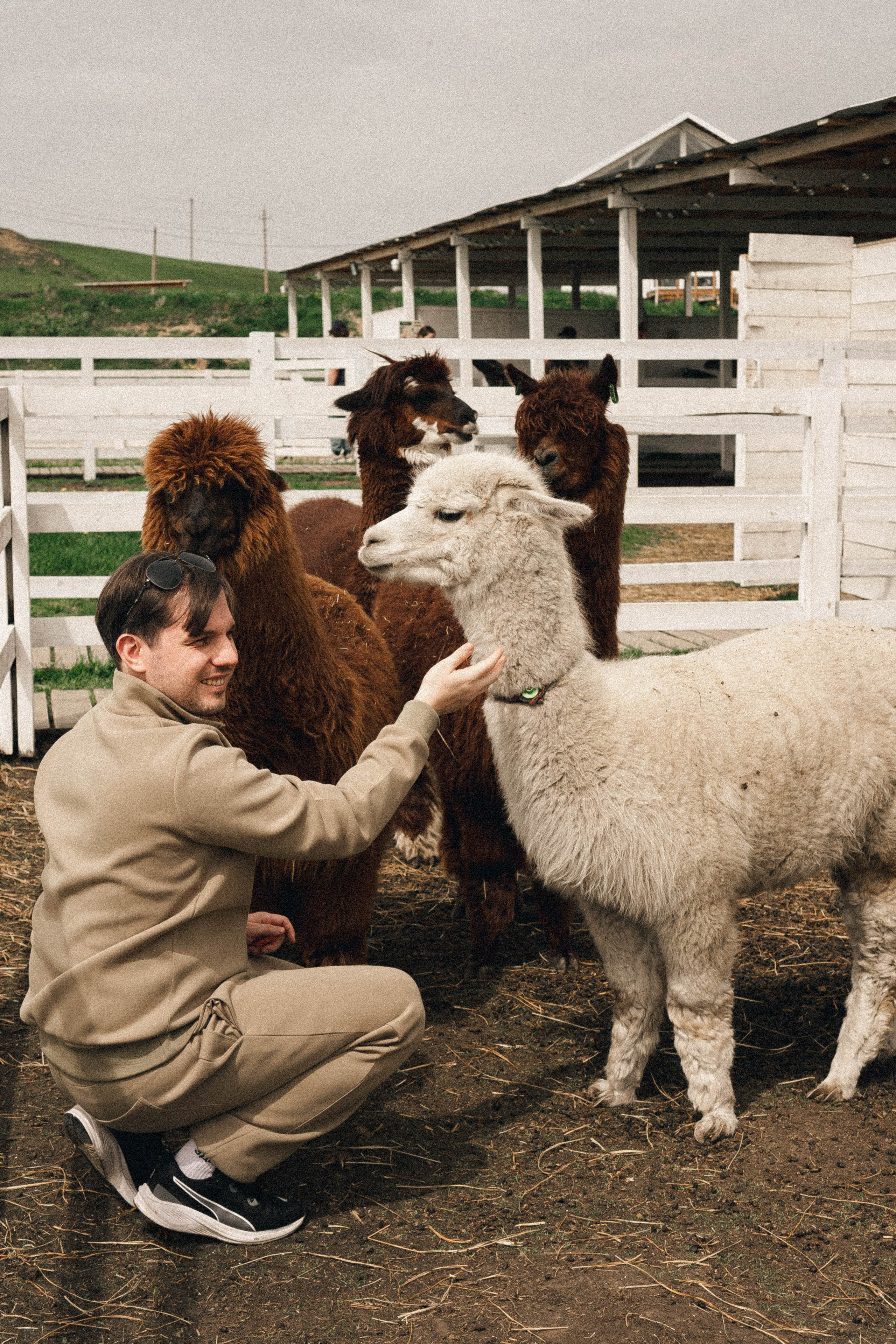 Ферма Альпак. Профессиональный фотограф, Санкт-Петербург — Виктория Богомолова