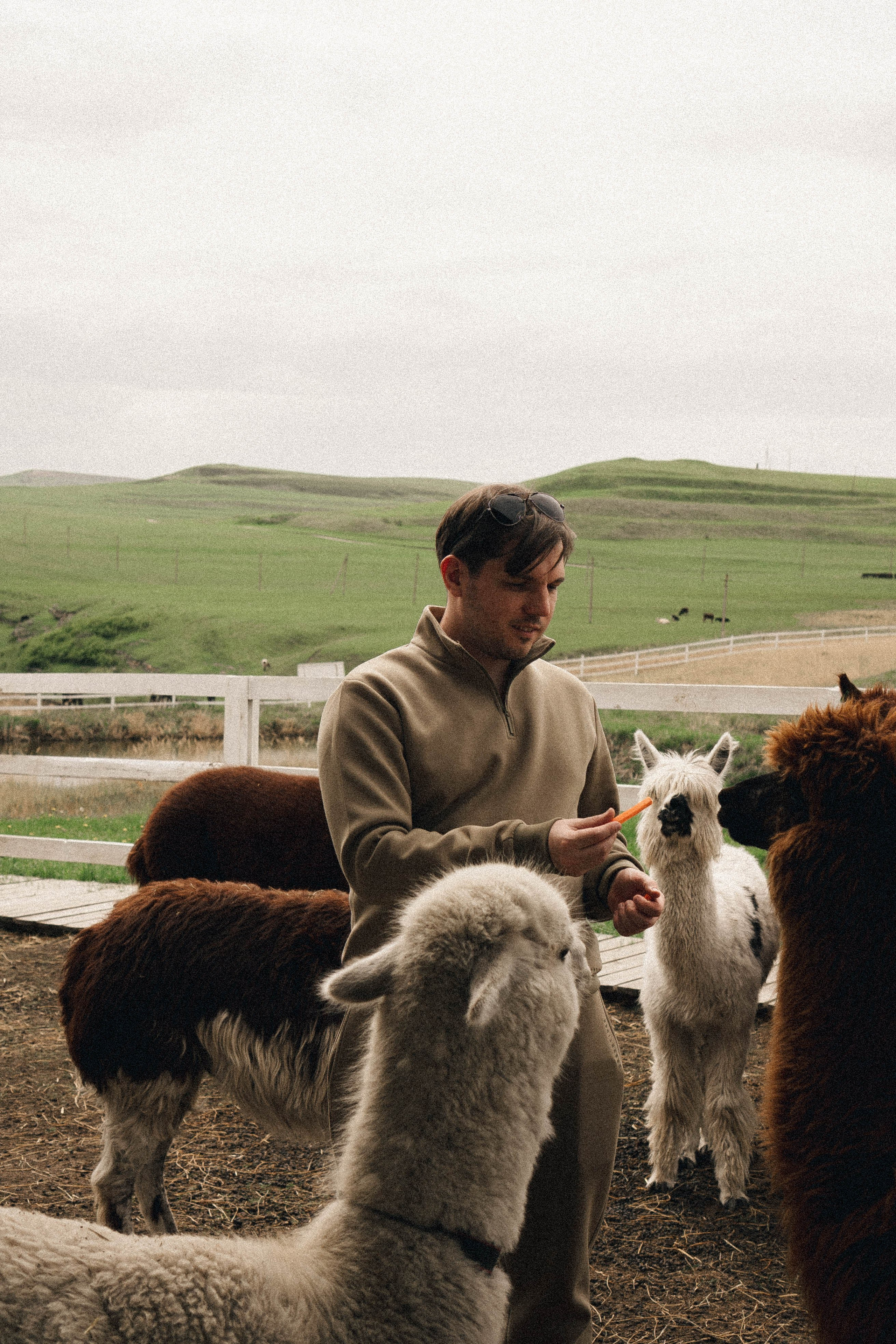 Ферма Альпак. Профессиональный фотограф, Санкт-Петербург — Виктория Богомолова