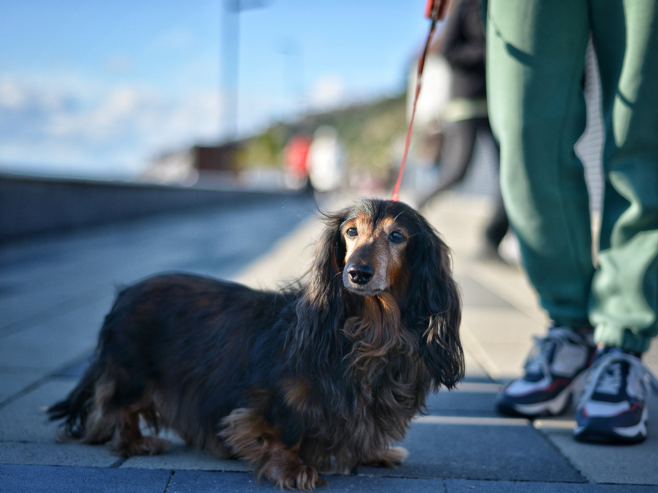 Животные. Фотограф • Елена Миронова