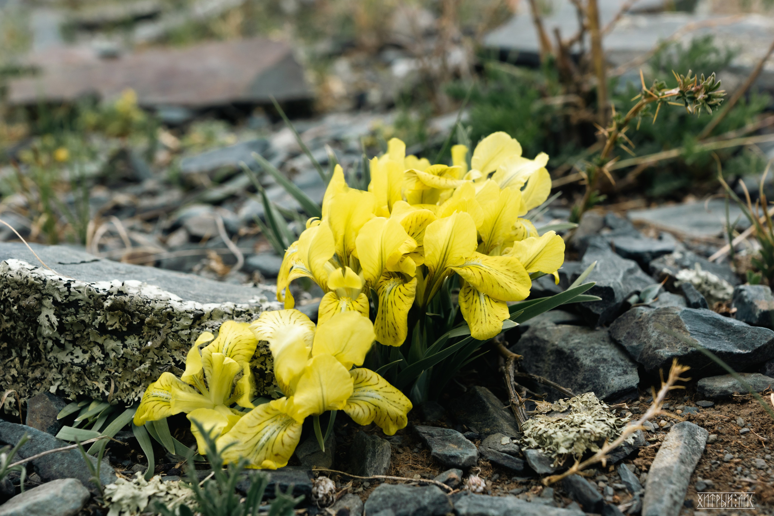 Алтай. Фотограф-путешественник Самойлов Максим «Sly Fox»