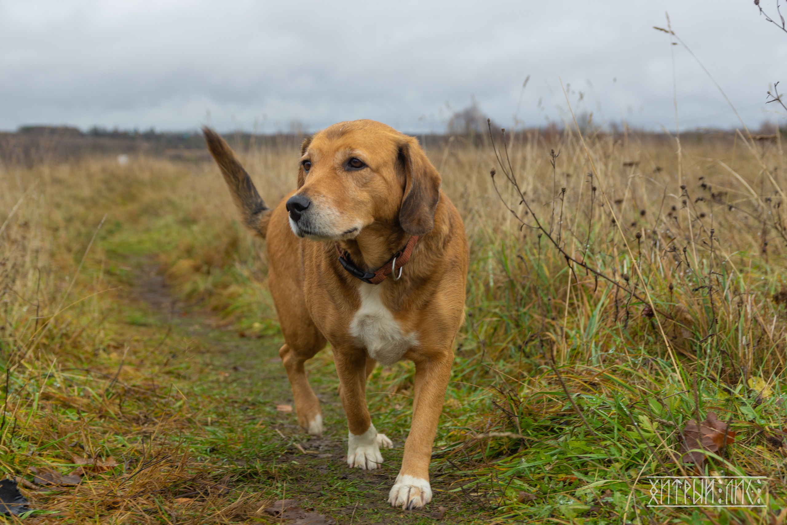 Изборск- Печоры-Псков-Новгород-Торжок. Фотограф-путешественник Самойлов Максим «Sly Fox»