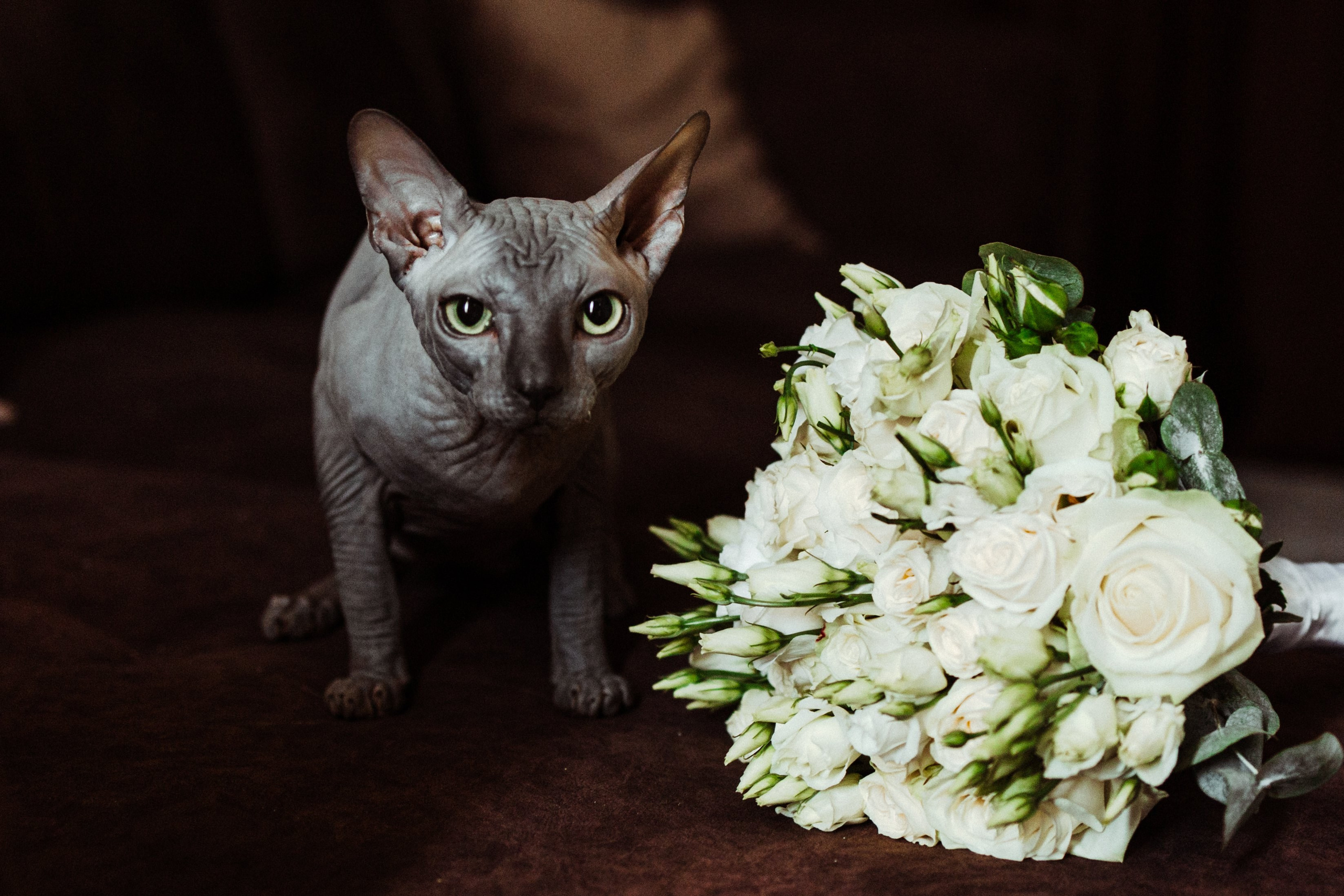 Илья и Кристина. Свадебный фотограф Маргарита Глумскова