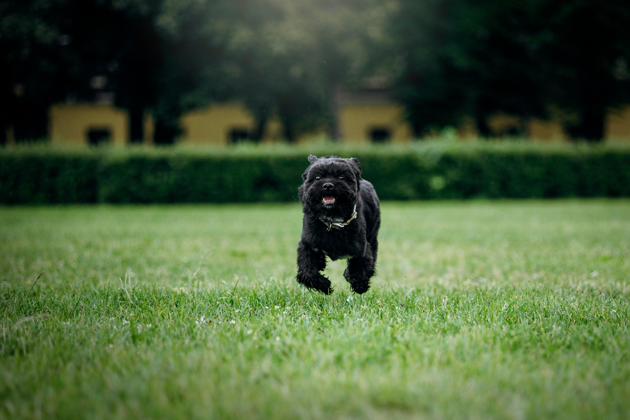 Даша и Борис. Фотограф — Анималист | Санкт-Петербург