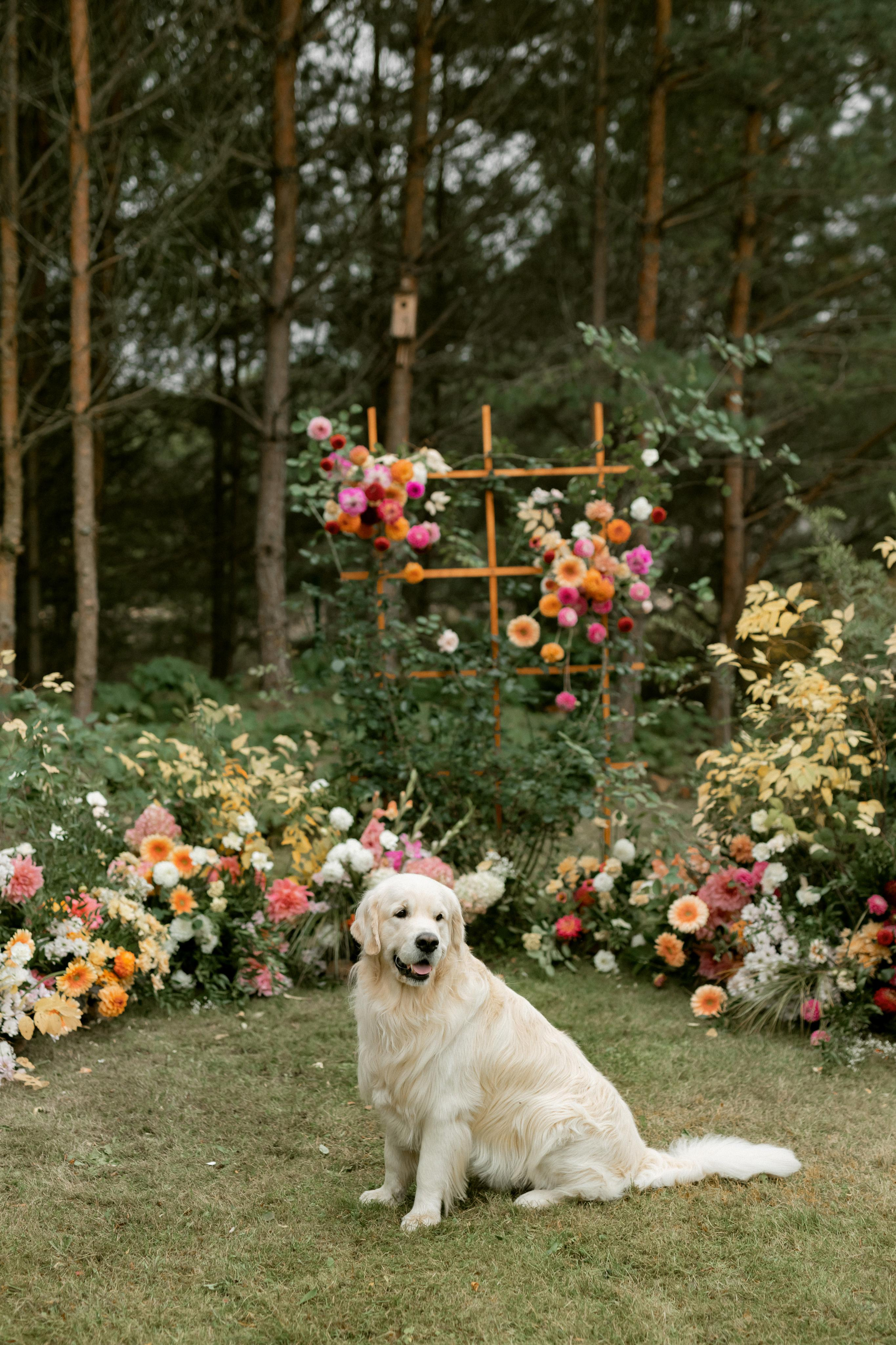 Арсений и Полина. Свадебный фотограф в Минске, свадебный фотограф в Грузии, свадебный фо