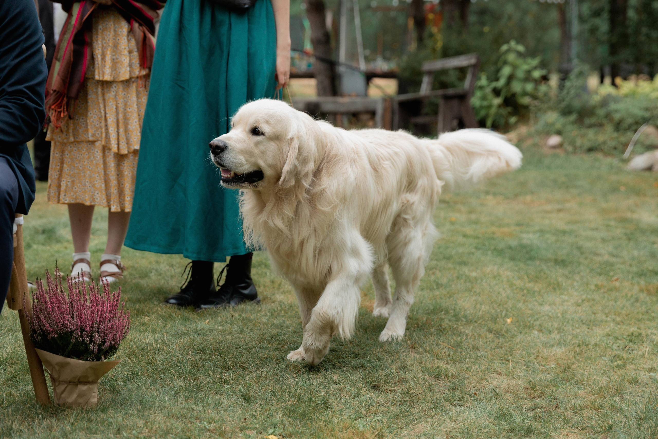 Арсений и Полина. Свадебный фотограф в Минске, свадебный фотограф в Грузии, свадебный фо