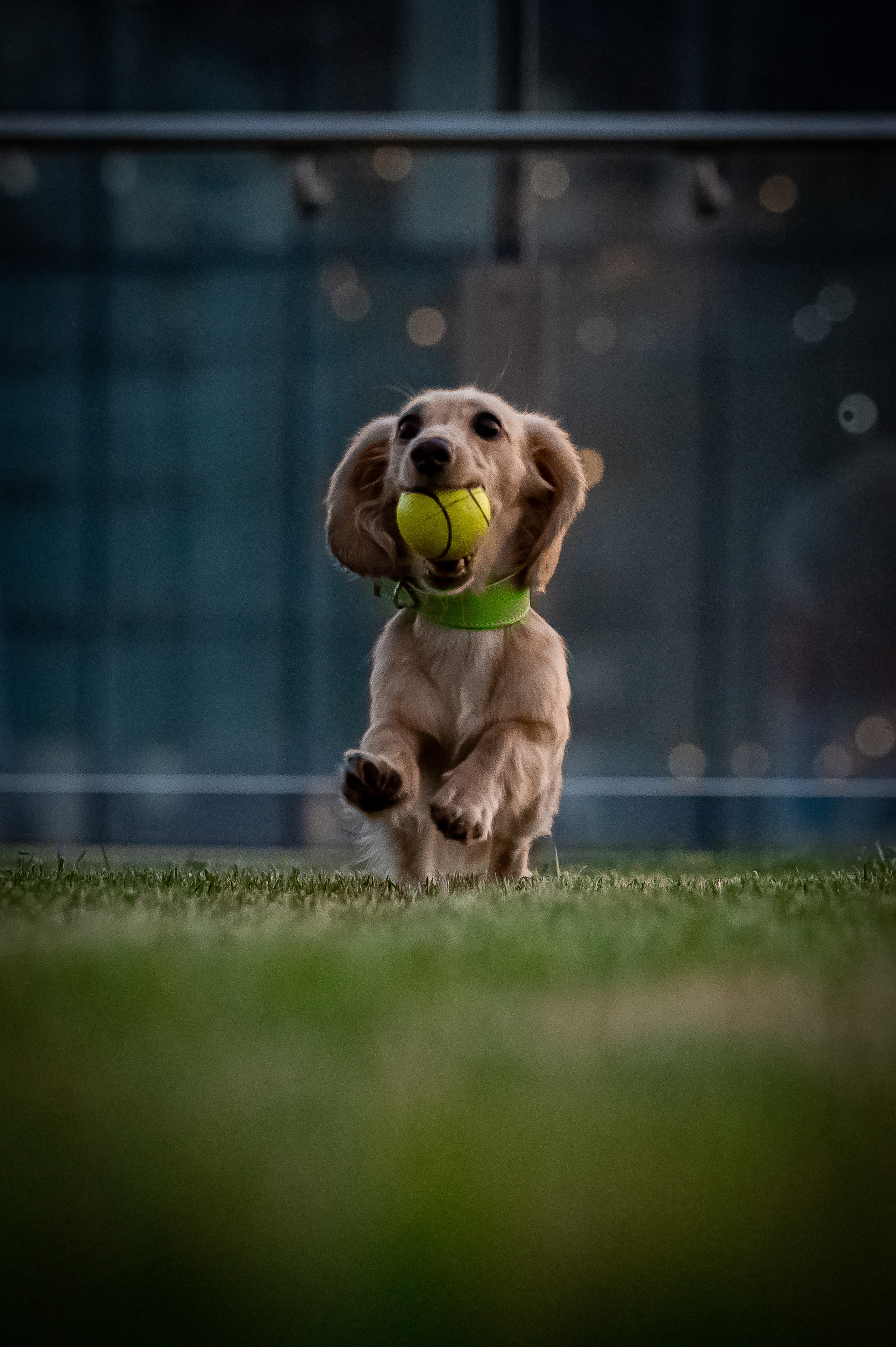 Собаки. Фотограф-анималист в Санкт-Петербурге Анастасия Иванова
