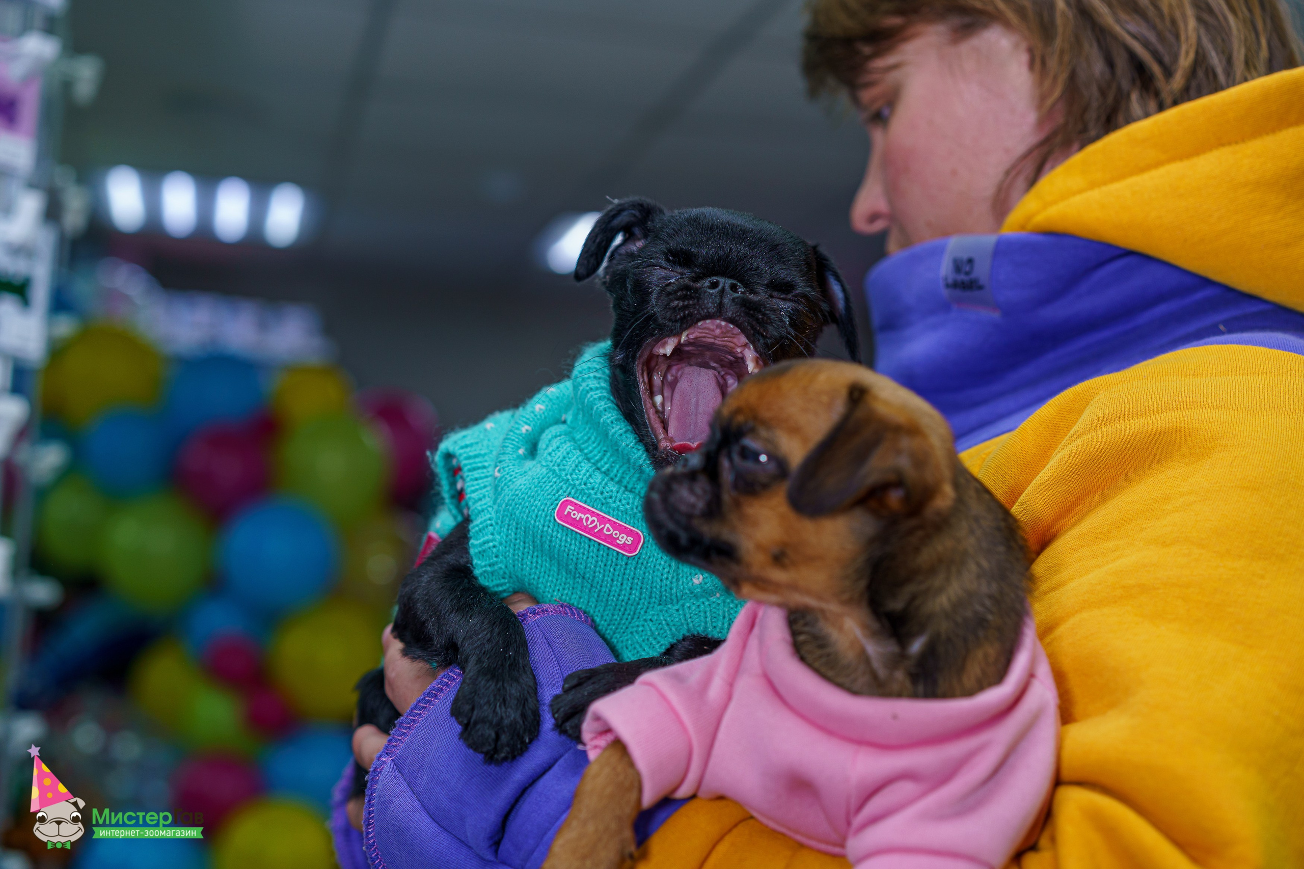 Мистер Гав -13 лет!. Фотограф Челябинск · Ольга Серебрякова