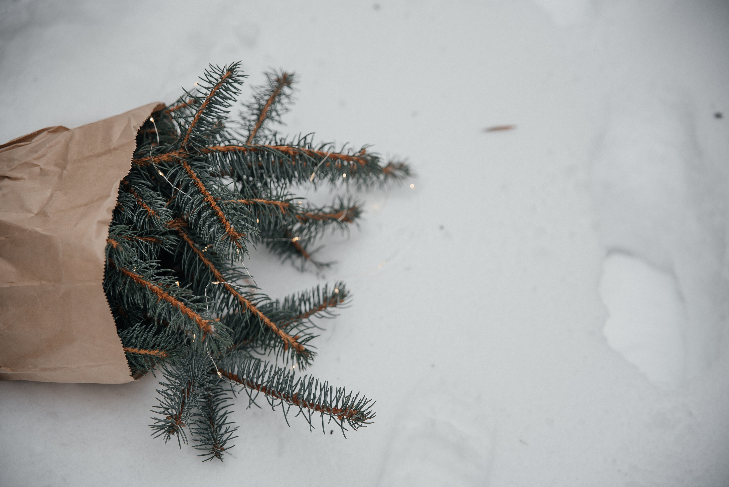 Наташа. Свадебный и семейный фотограф в городе Смоленске