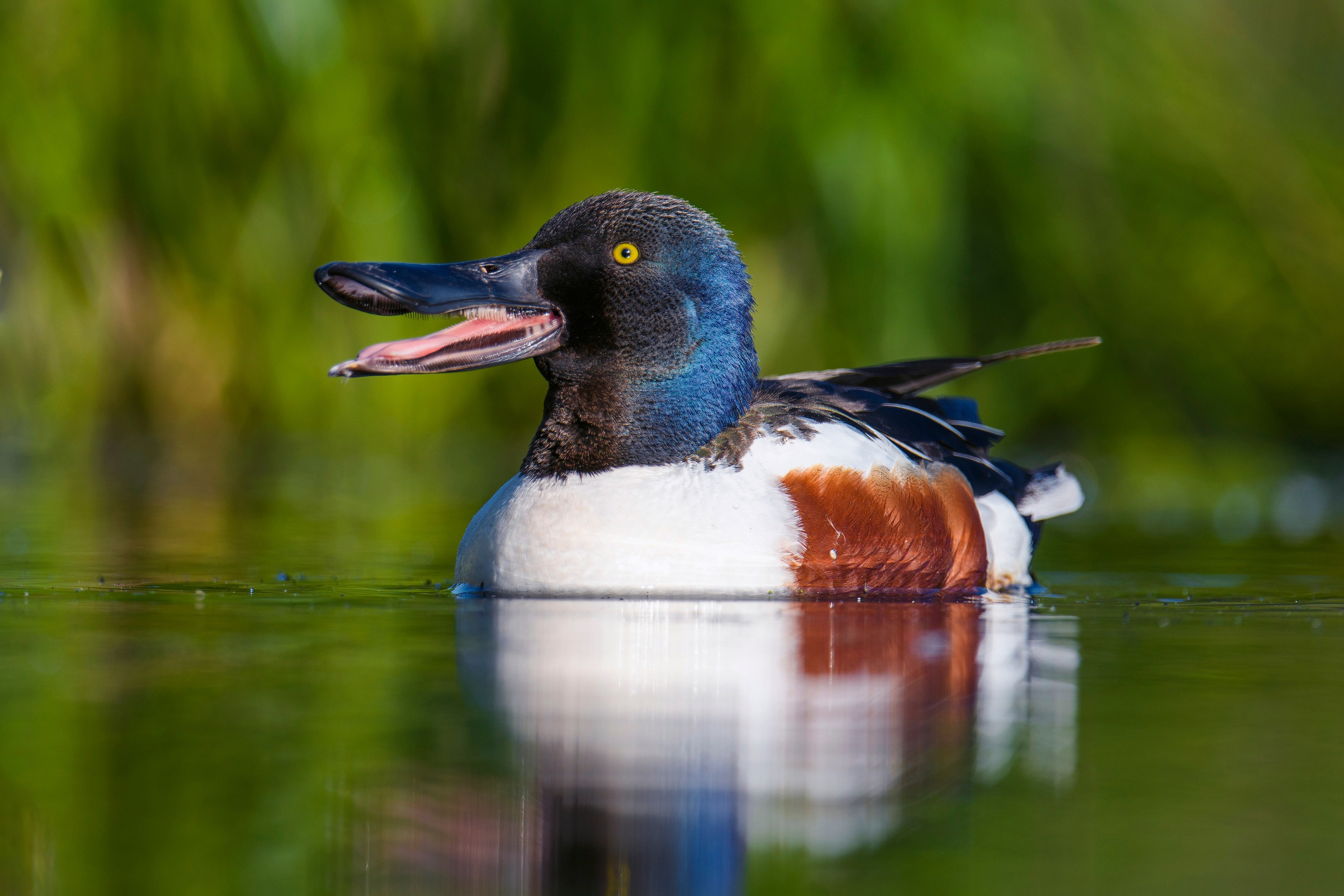 На болоте. Wildlife photography by Sergey Puponin