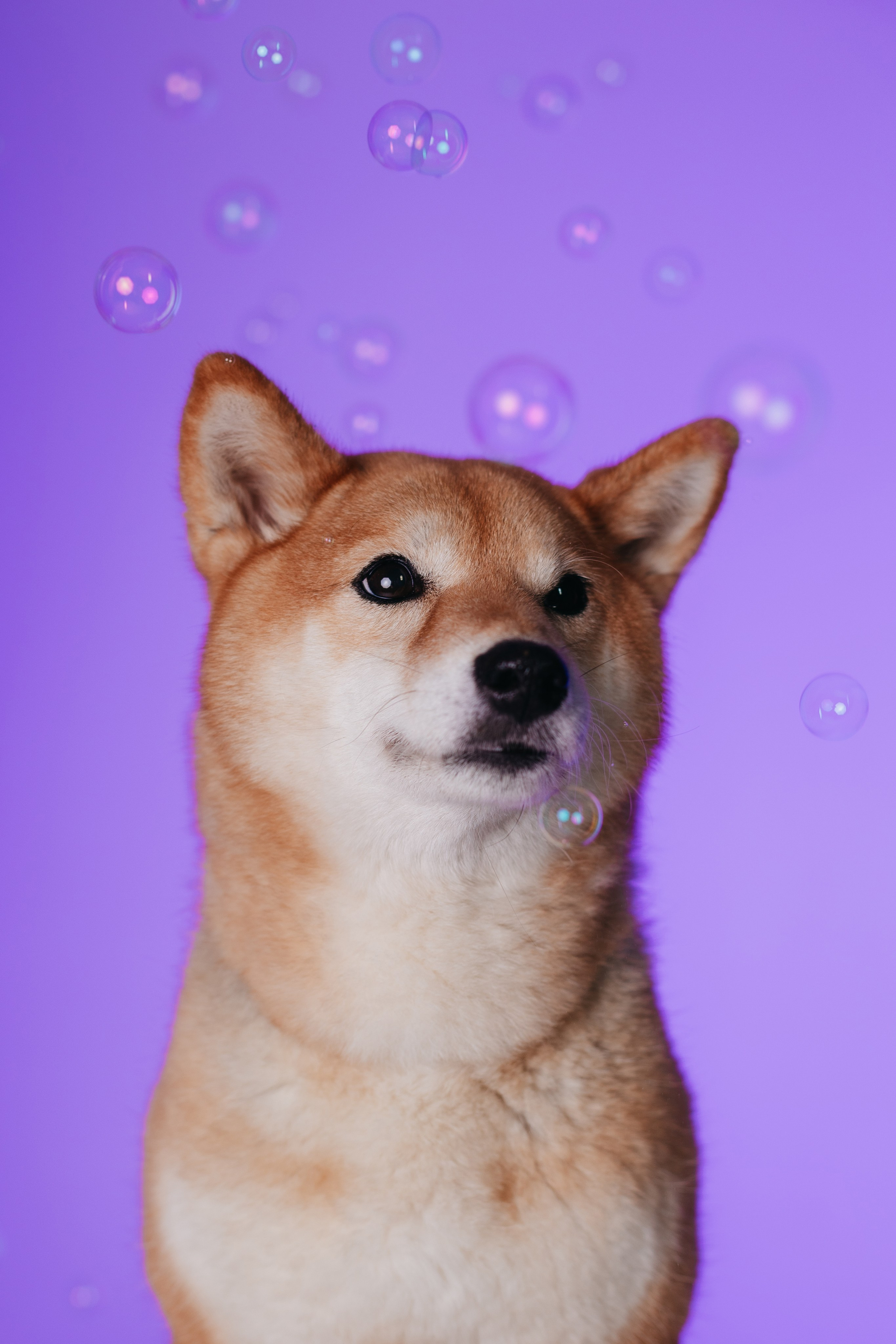 Неон 2 (фотодень). Фотограф анималист Кристина Карпова, Москва