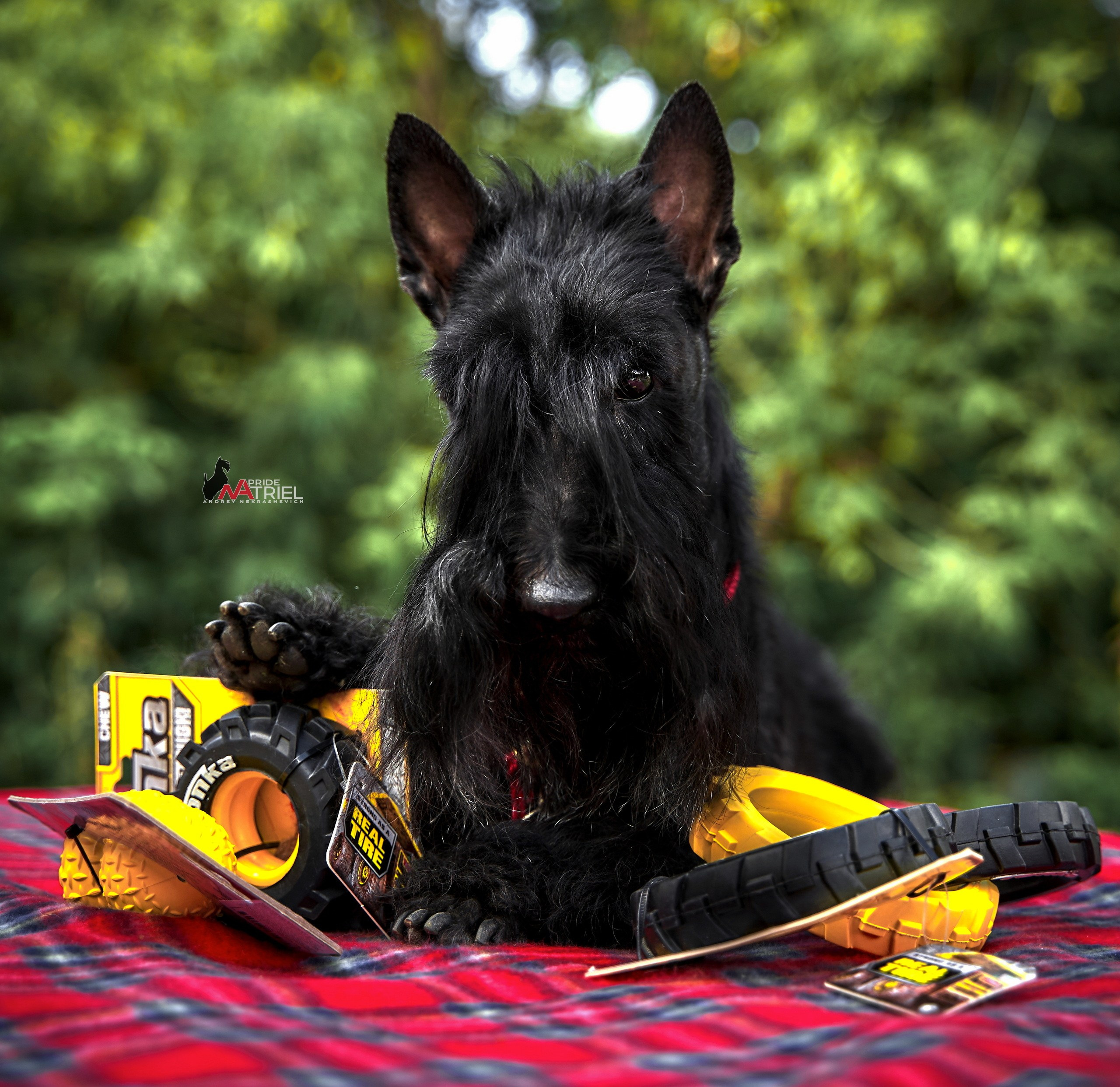 Реклама с животными — галерея NATRIEL