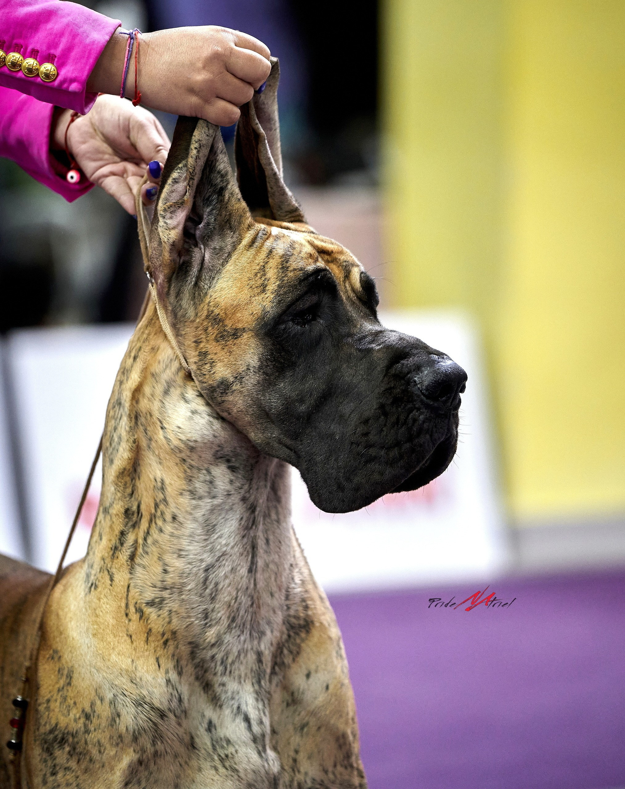 Работа в рингах — галерея NATRIEL