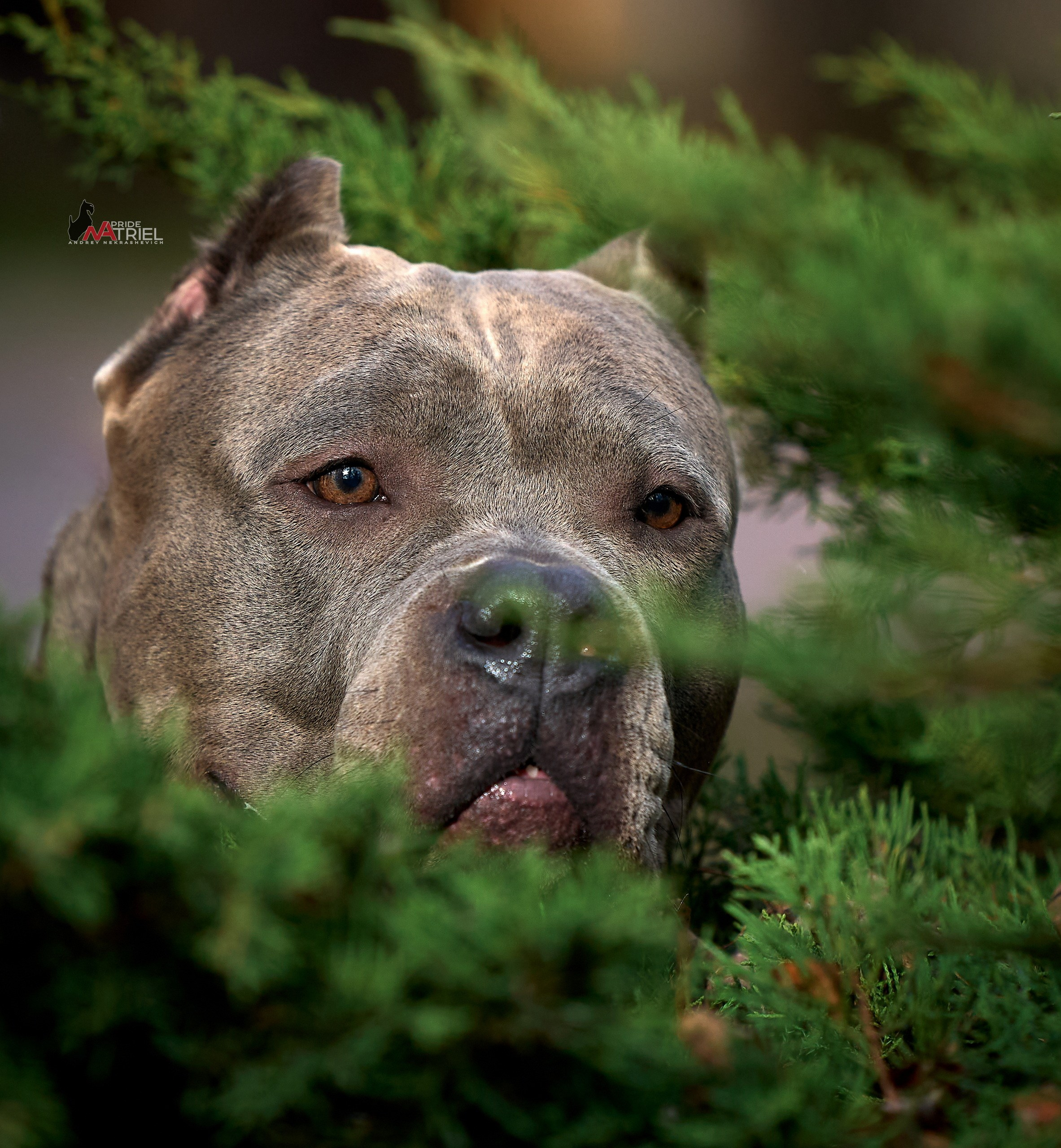 Портреты собак — галерея NATRIEL