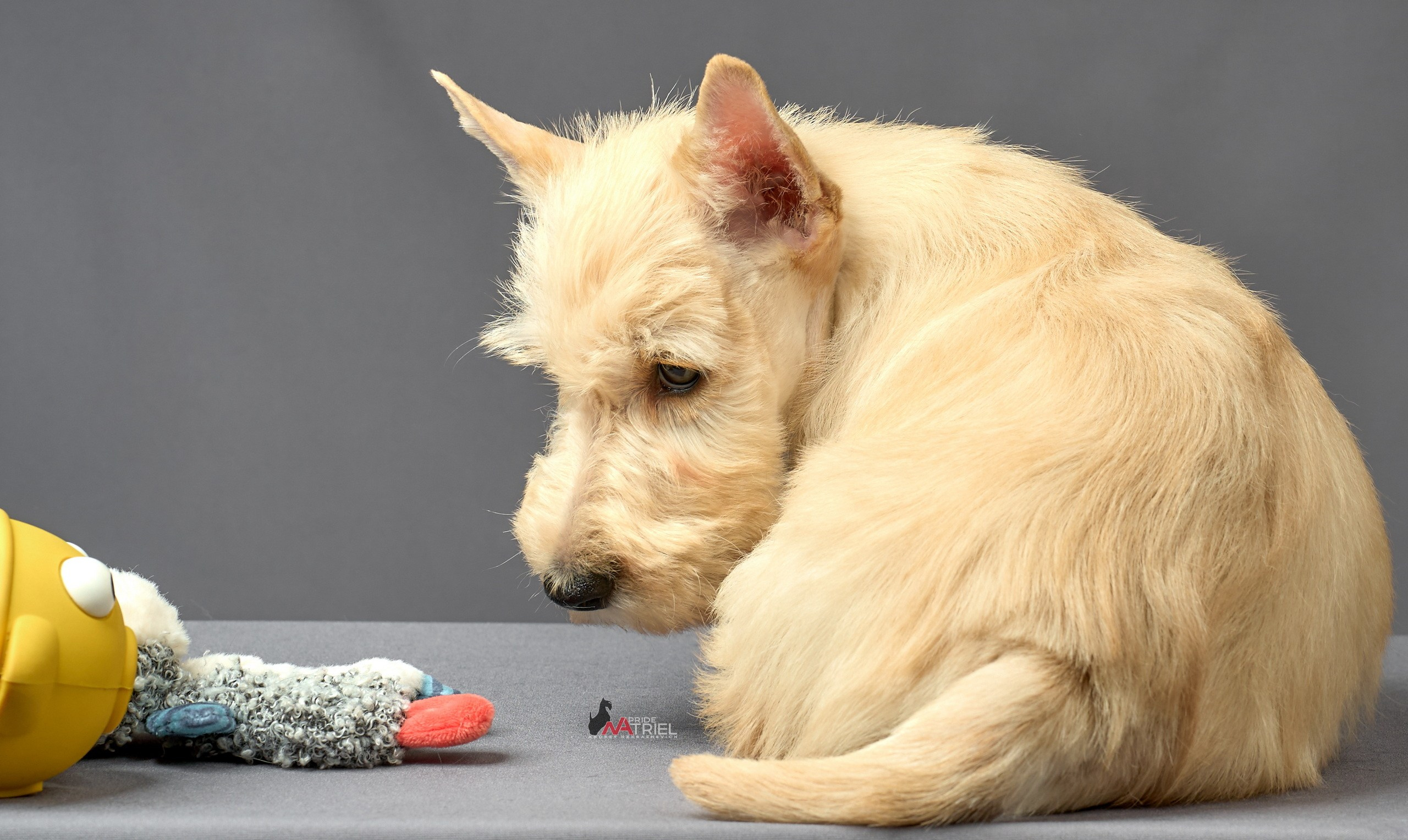 Съемка щенков скотч-терьеров