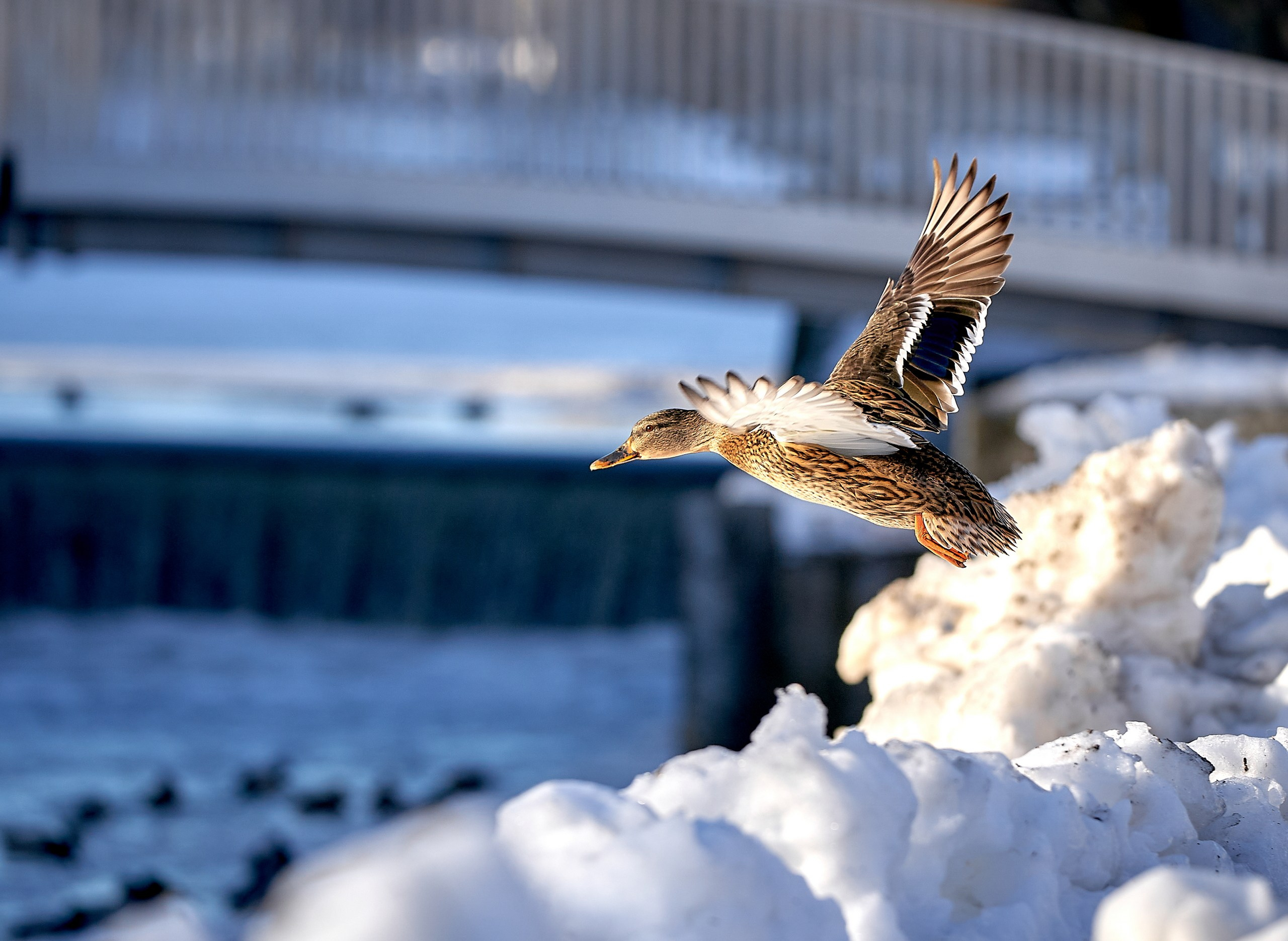 Фото птиц — галерея NATRIEL