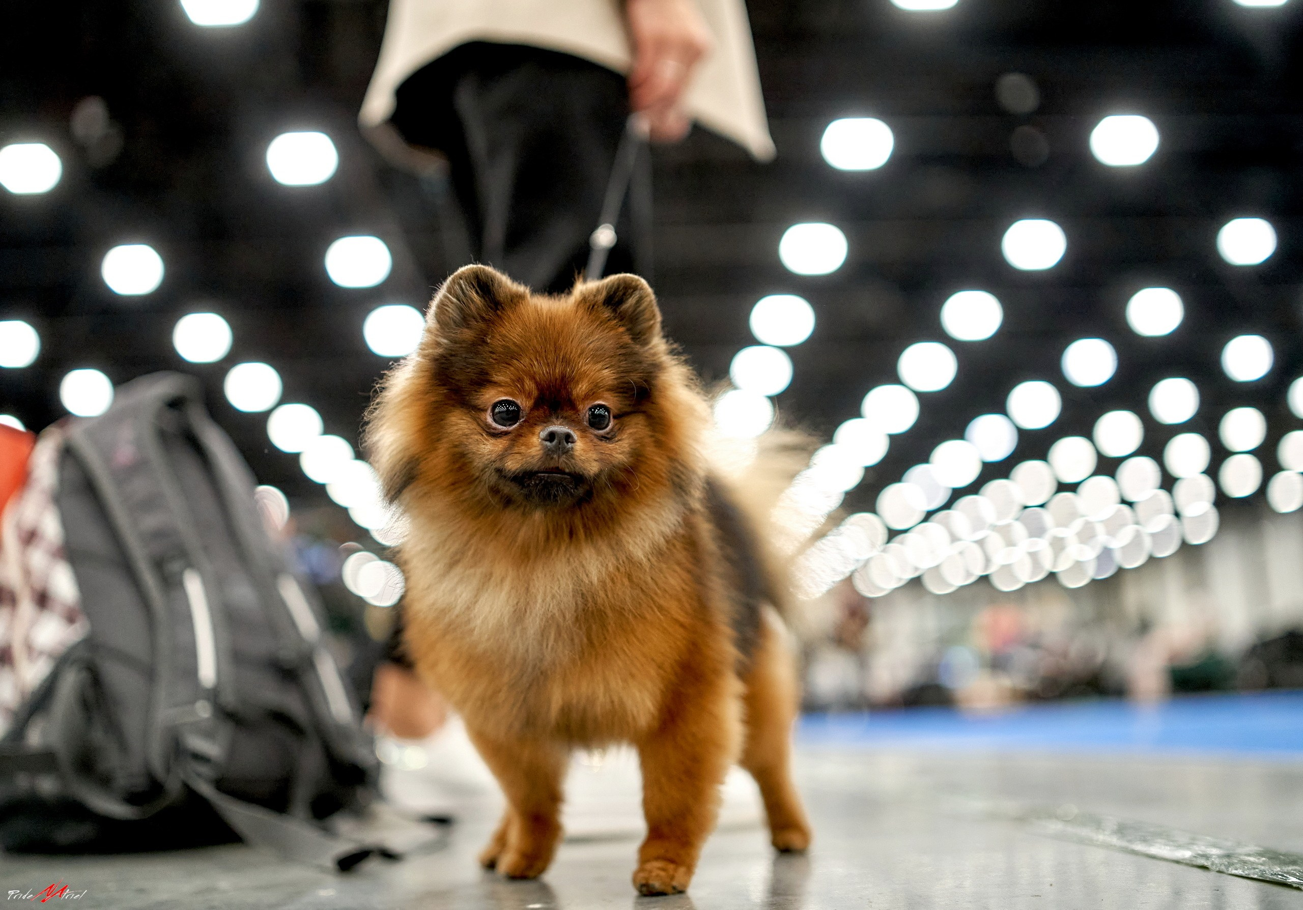 Картинки с выставки — галерея NATRIEL