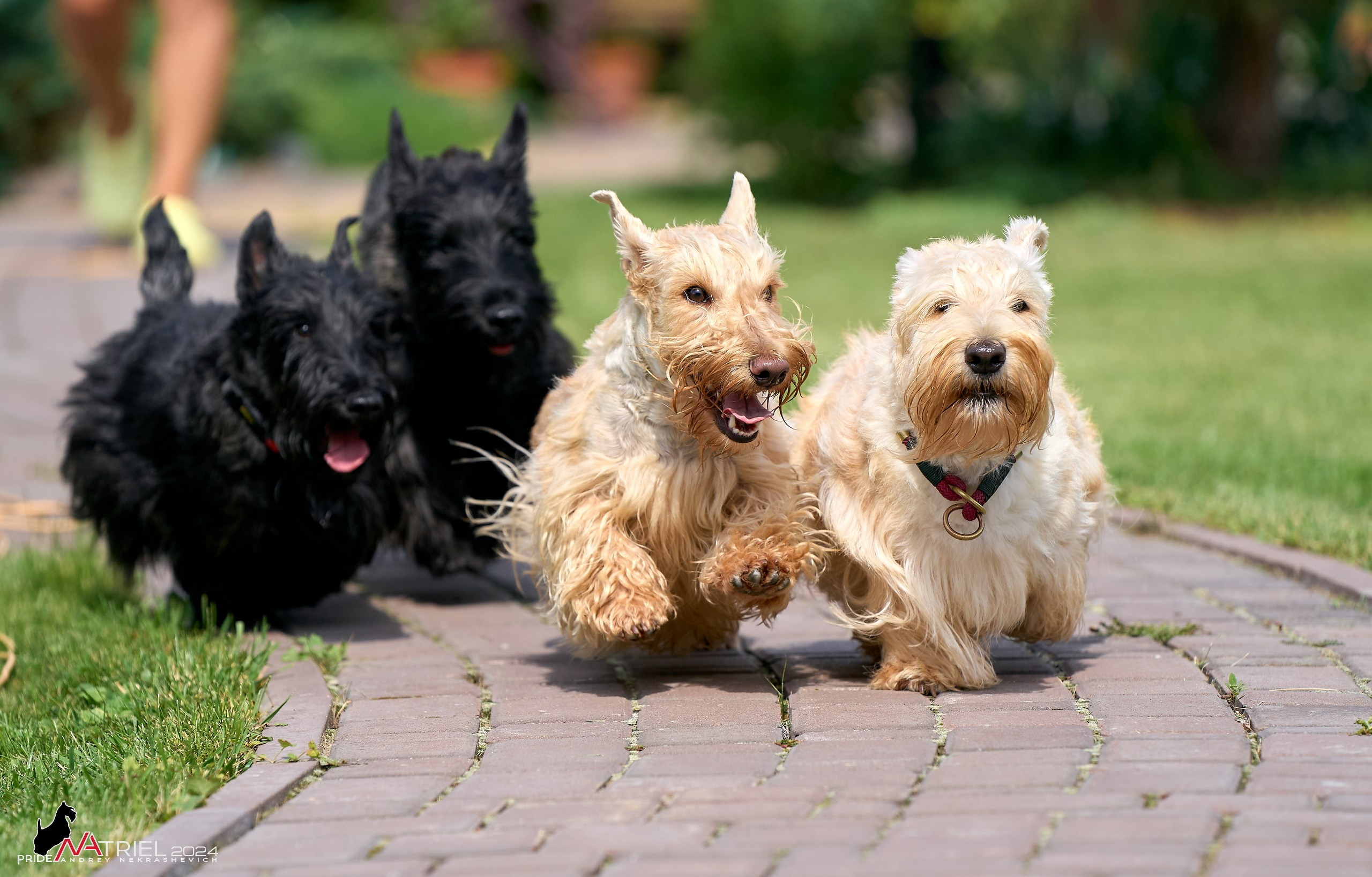 Скотчесемья «ИмпериалИти»